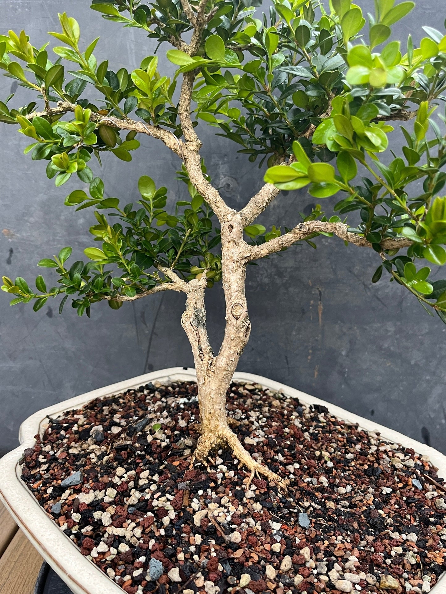 Chinese Boxwood #1