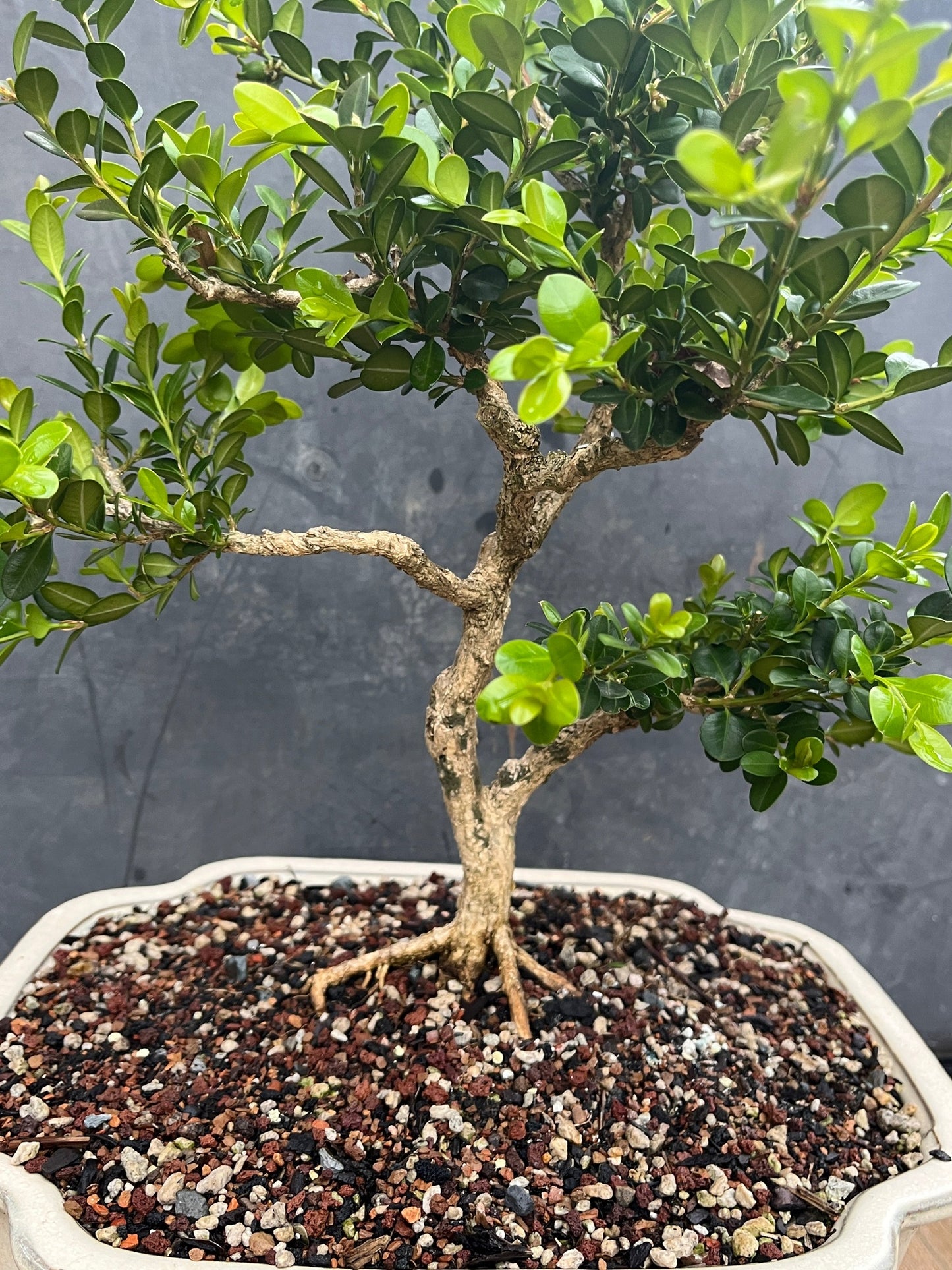 Chinese Boxwood #1