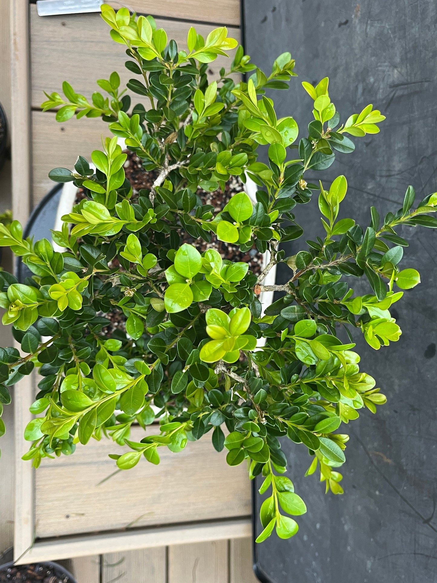 Chinese Boxwood #1