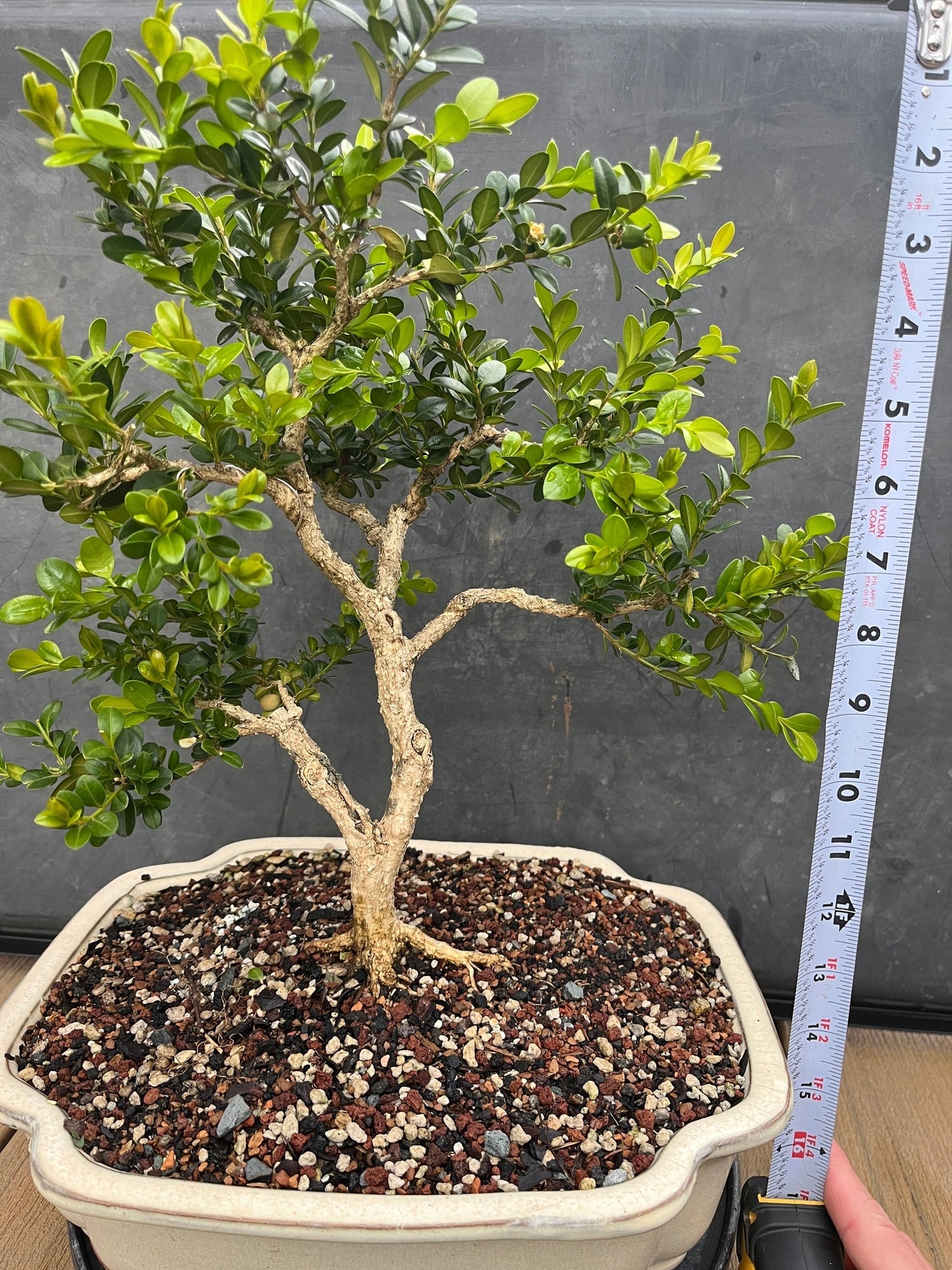 Chinese Boxwood #1