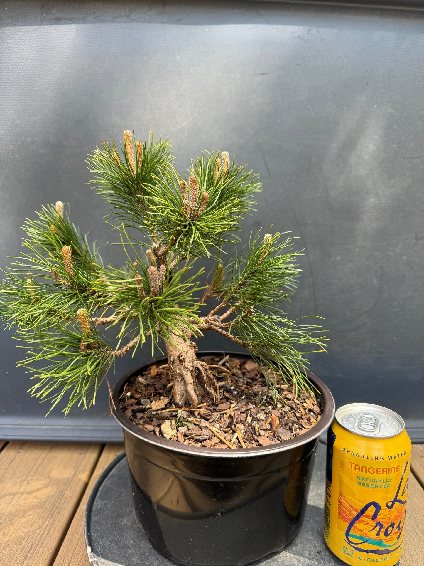 Mugo Pine