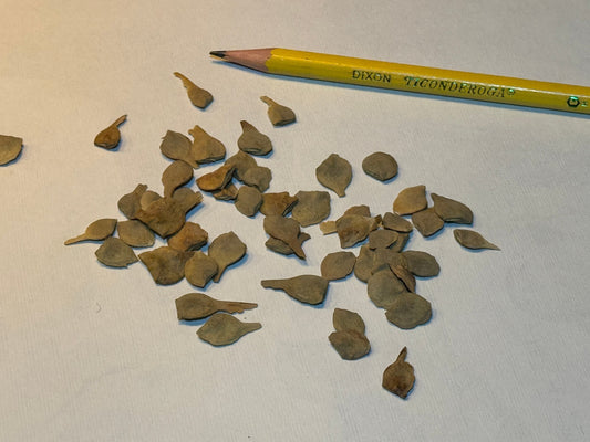 Field Maple Seeds