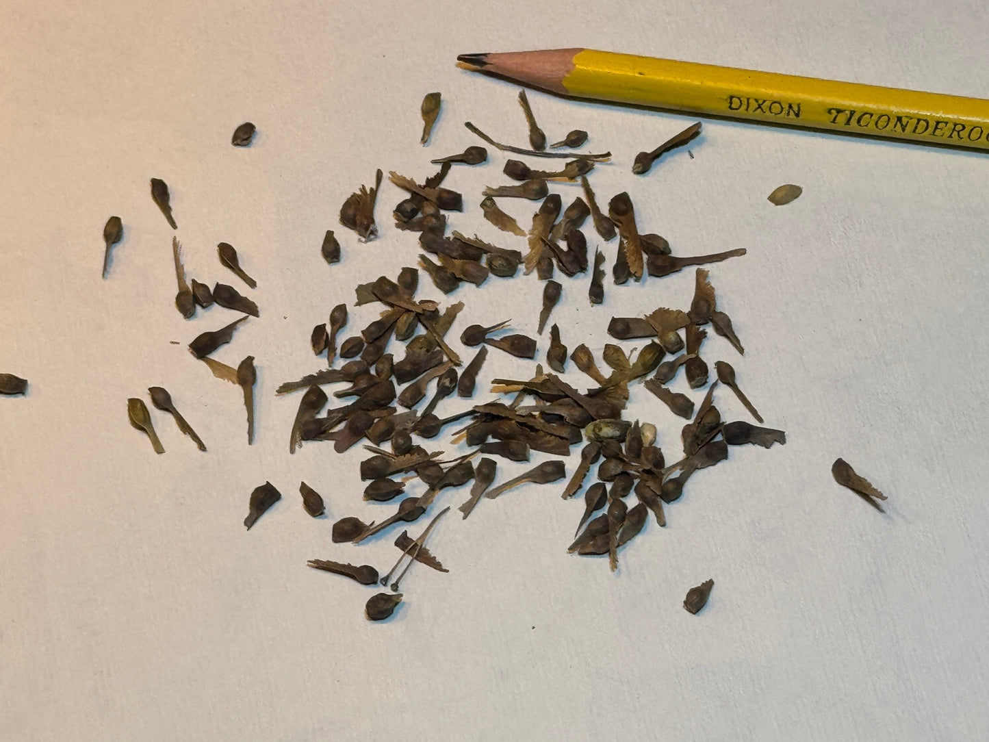 Flame Amur Maple Seeds