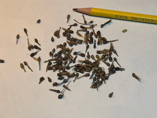 Flame Amur Maple Seeds