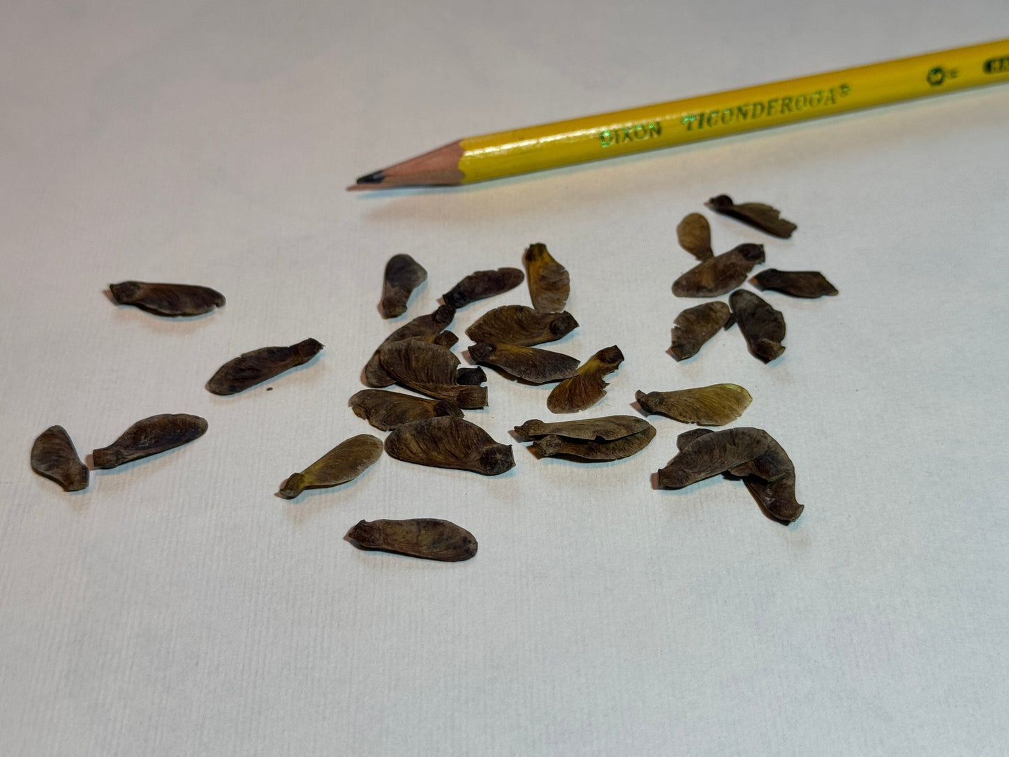 'Arakawa' Japanese Maple Seeds