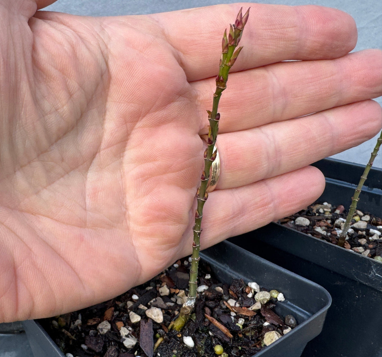 Mikawa Yatsubusa Seedlings