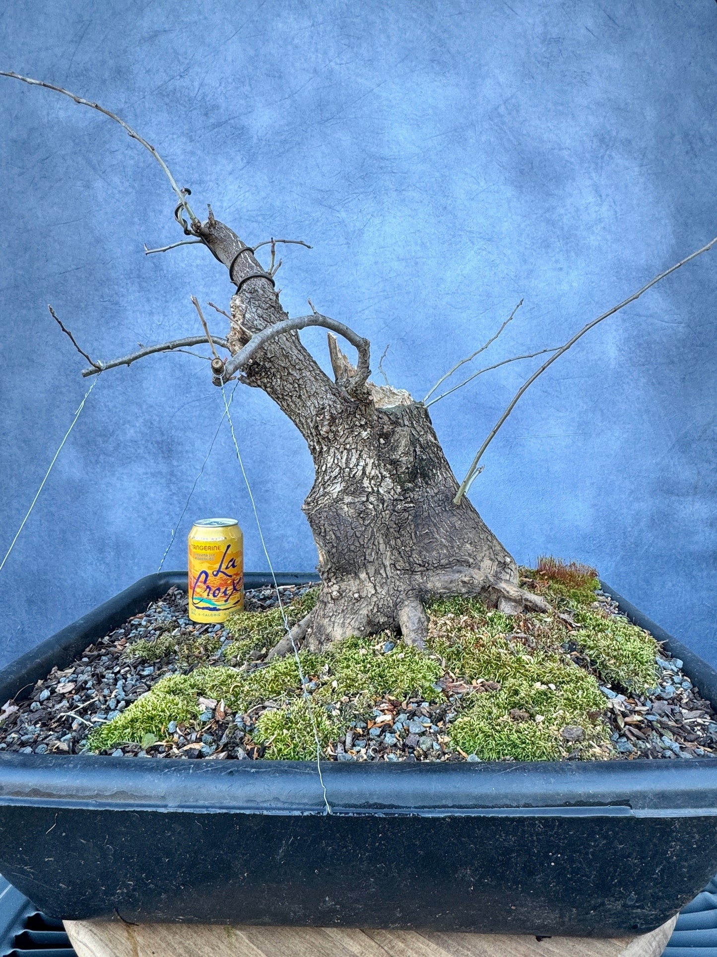 Pear #1 | Local Pickup Only