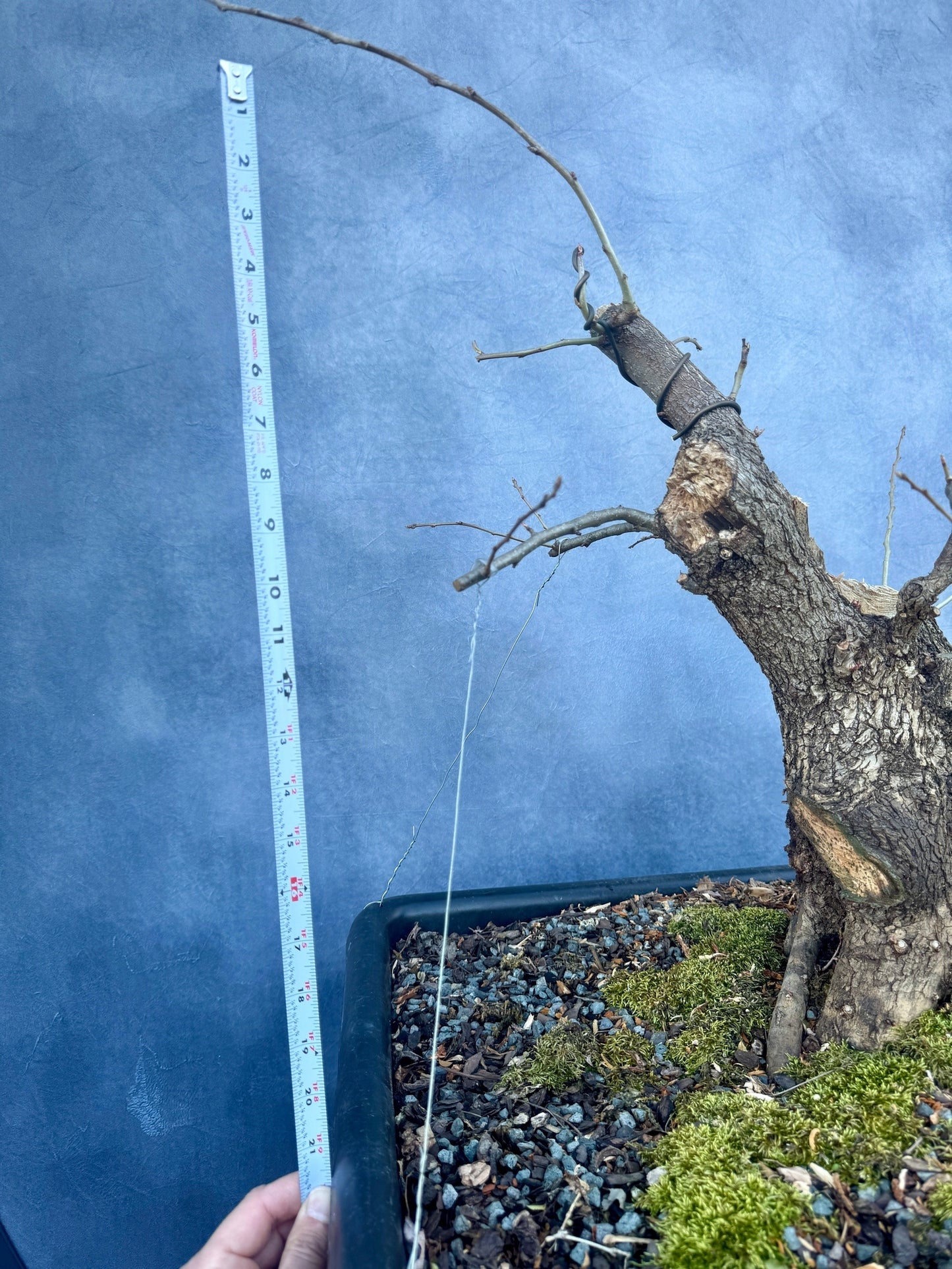 Pear #1 | Local Pickup Only