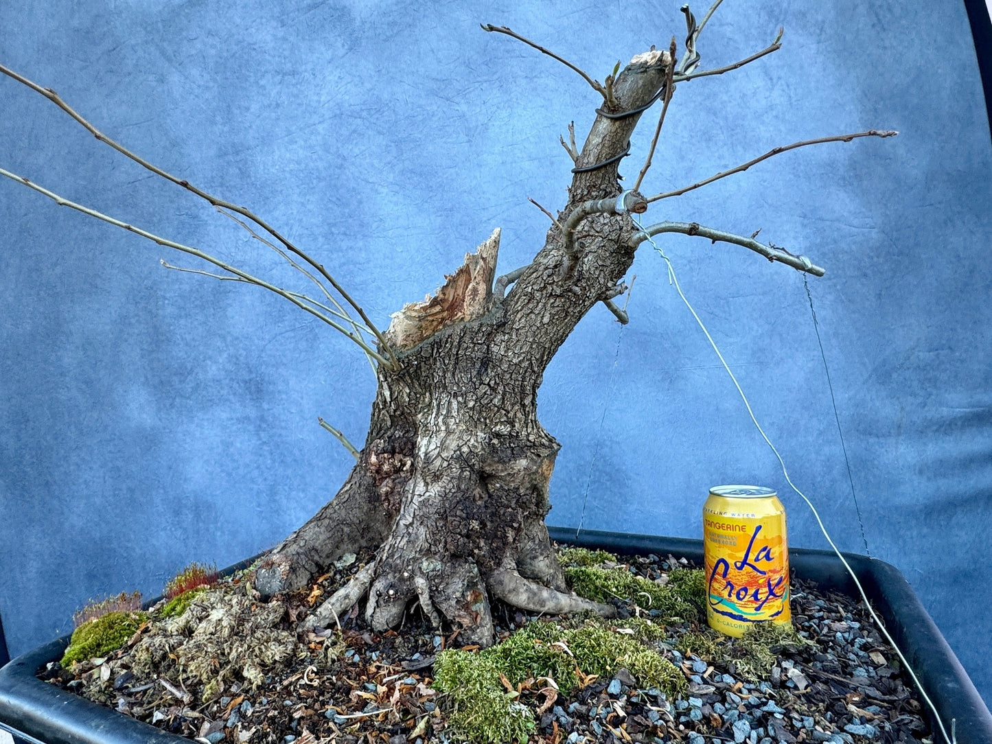 Pear #1 | Local Pickup Only