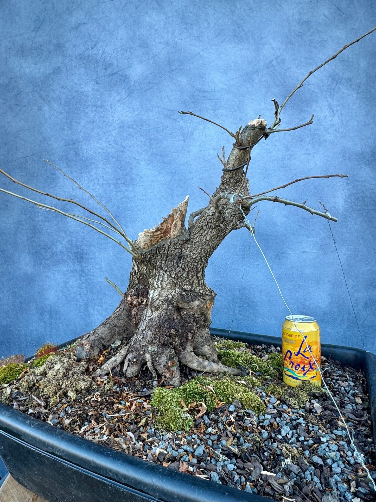 Pear #1 | Local Pickup Only