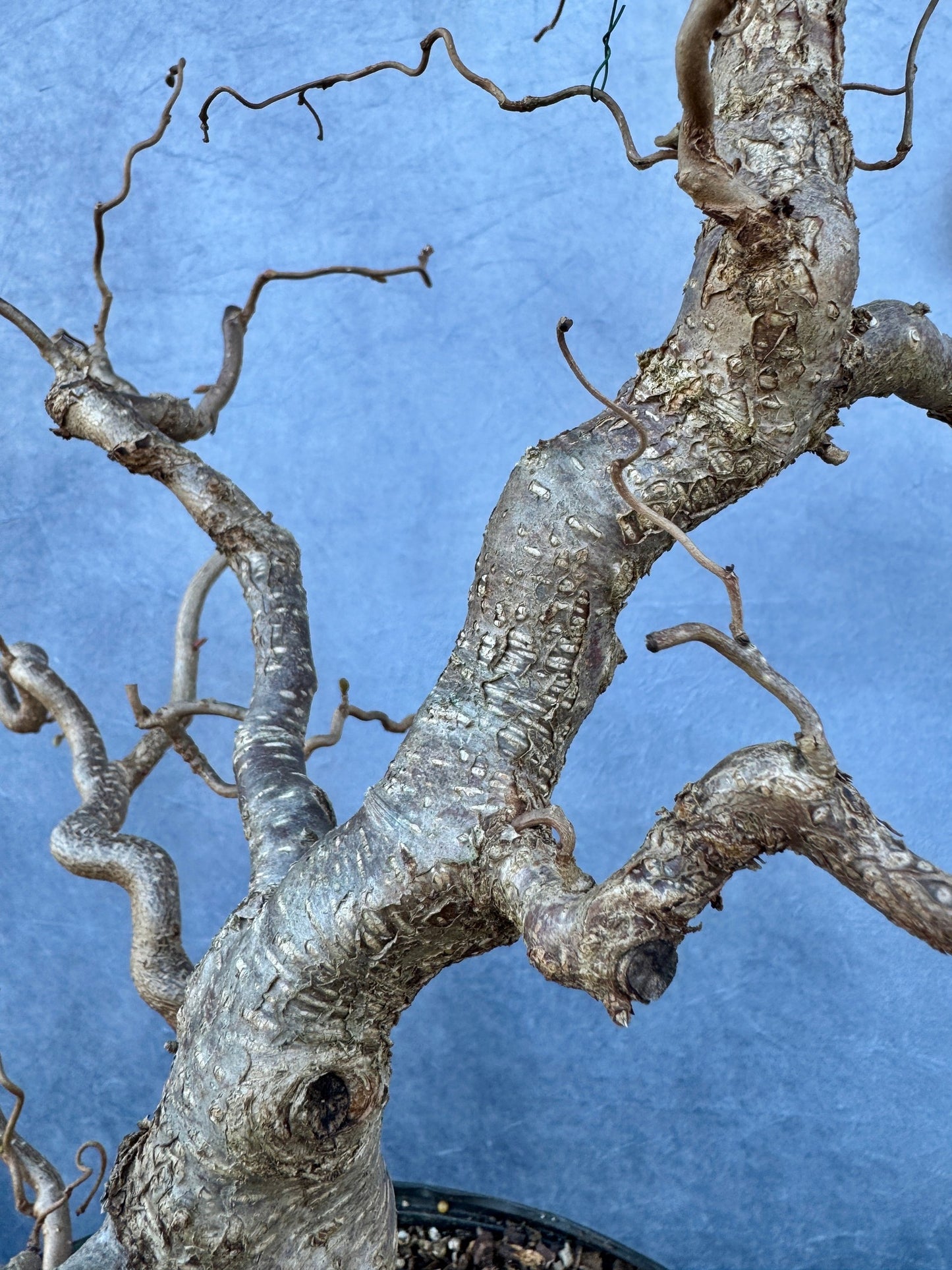 Corkscrew Hazel #1