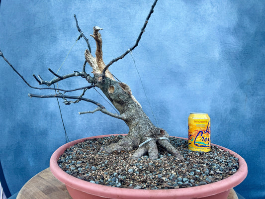 Carved Apple #1 | Local Pickup Only