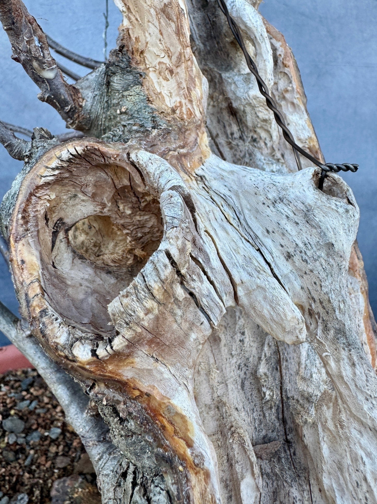 Carved Apple #1 | Local Pickup Only