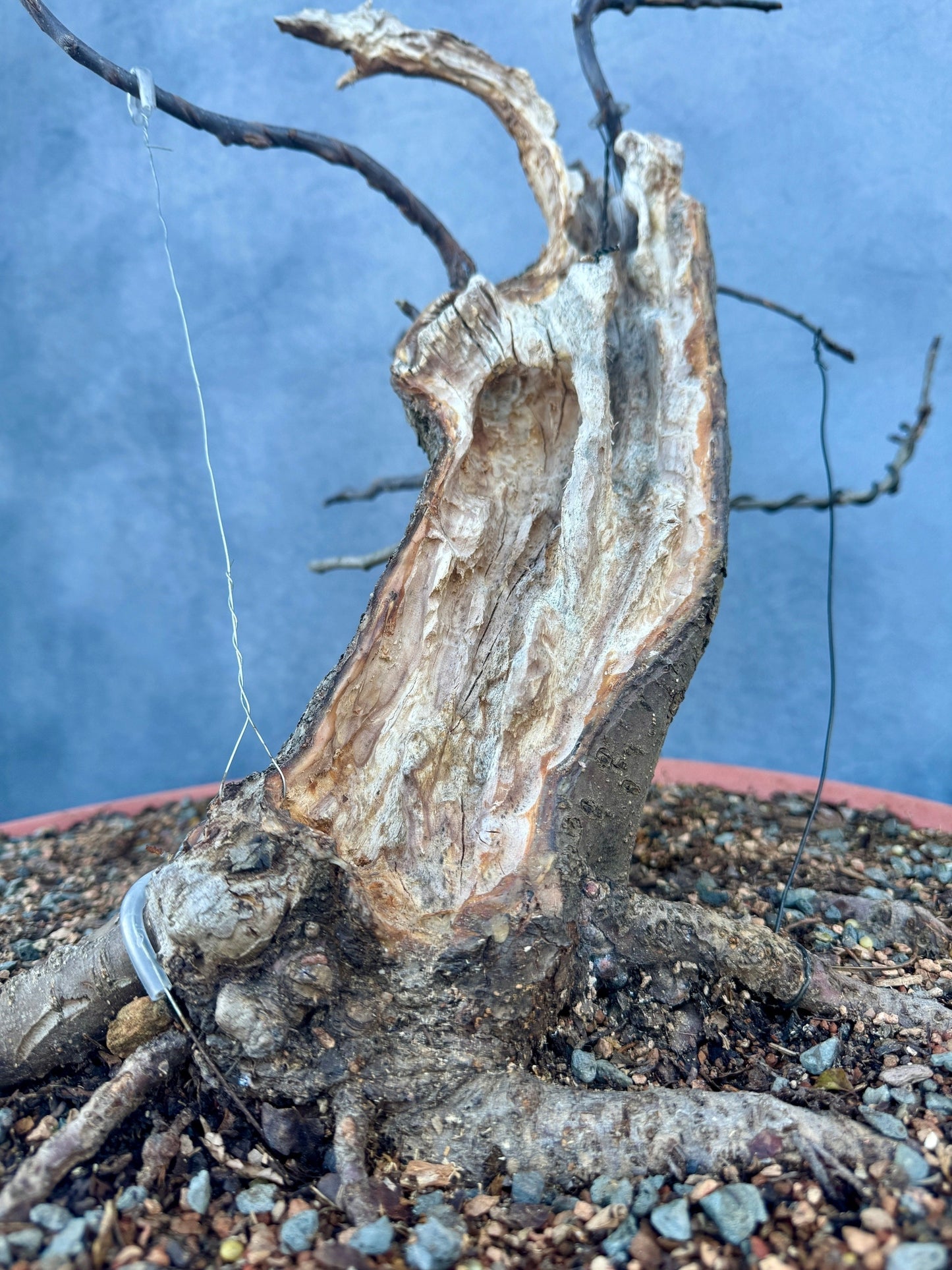 Carved Apple #1 | Local Pickup Only