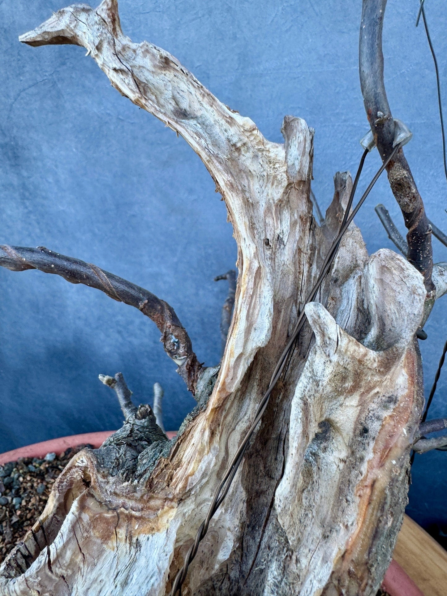 Carved Apple #1 | Local Pickup Only