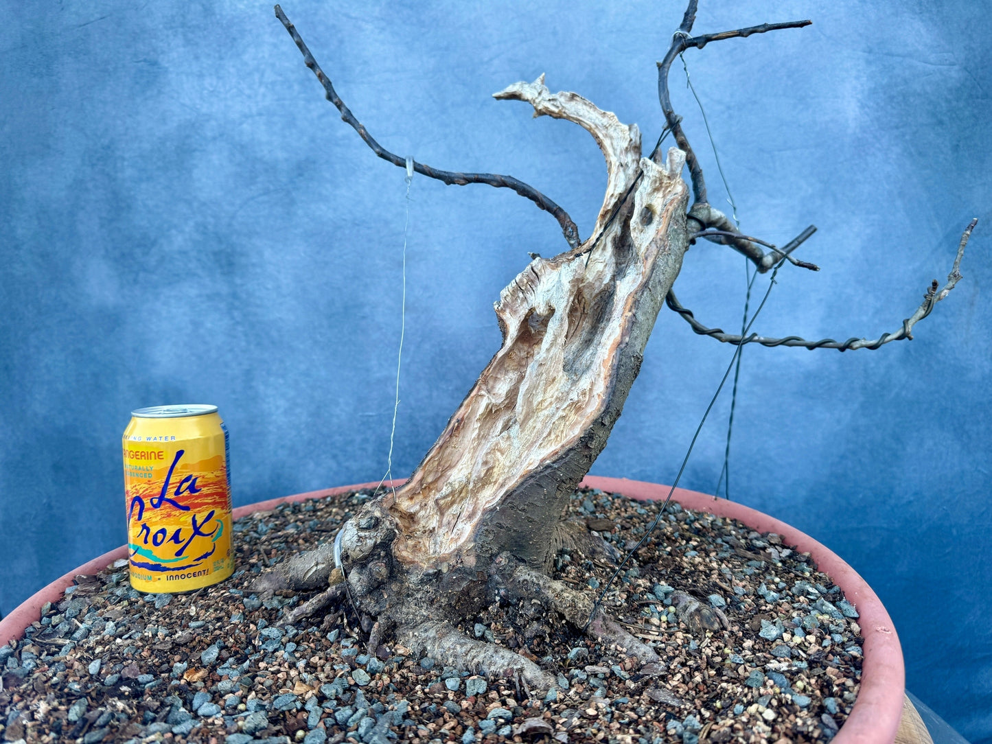 Carved Apple #1 | Local Pickup Only