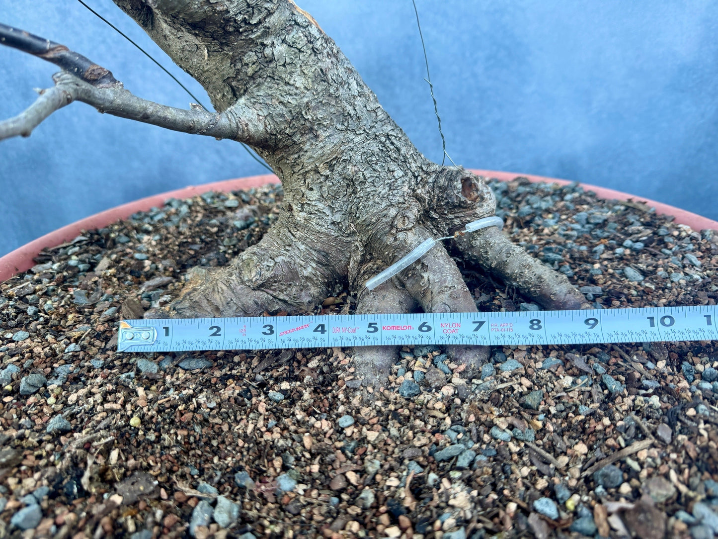 Carved Apple #1 | Local Pickup Only