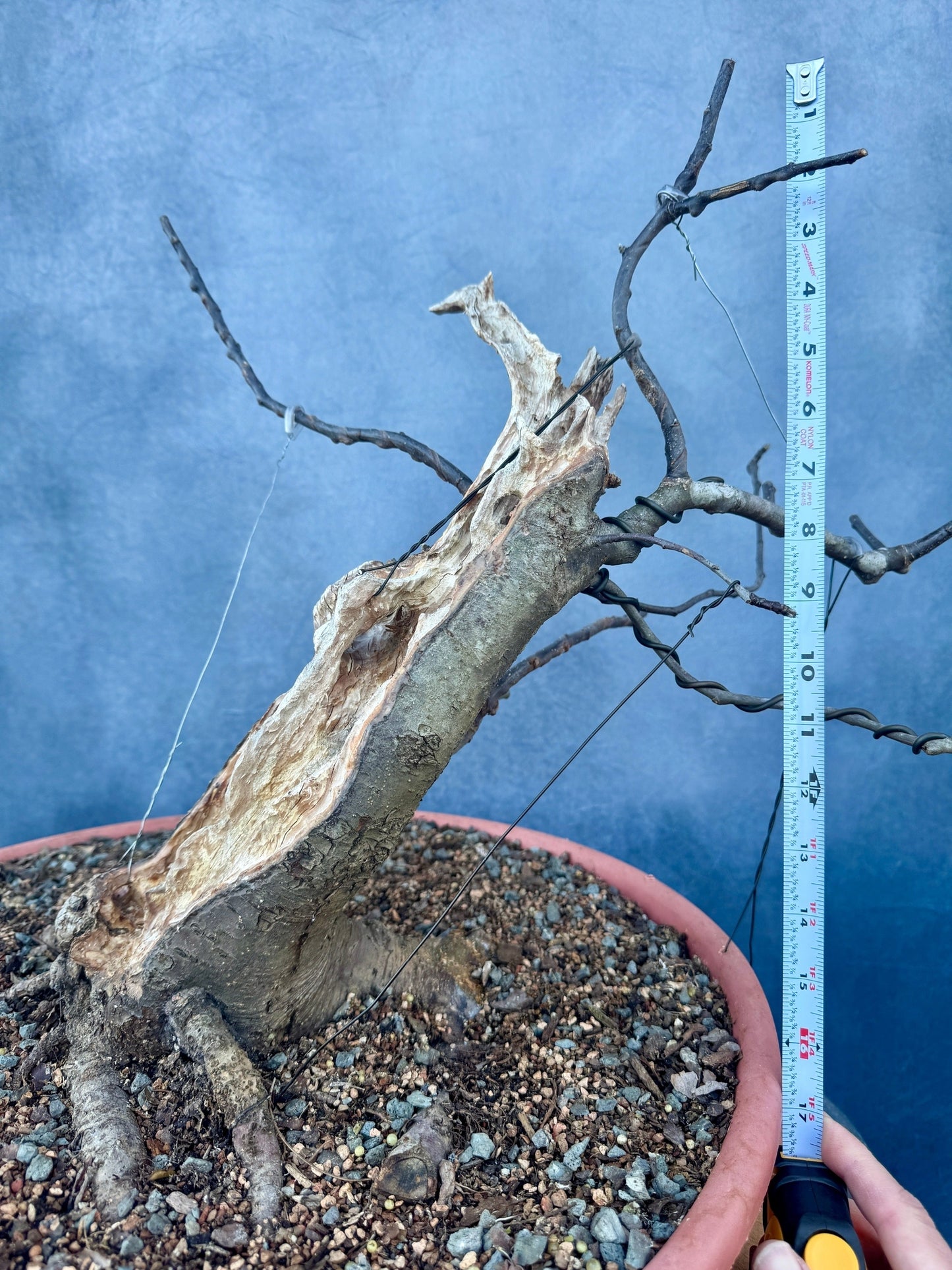 Carved Apple #1 | Local Pickup Only