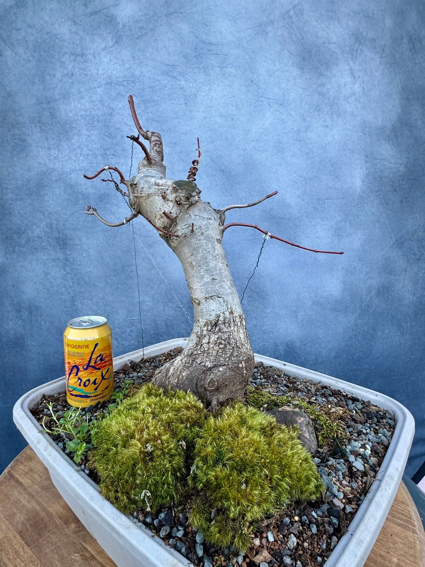 Red Maple #3 | Local Pickup Only