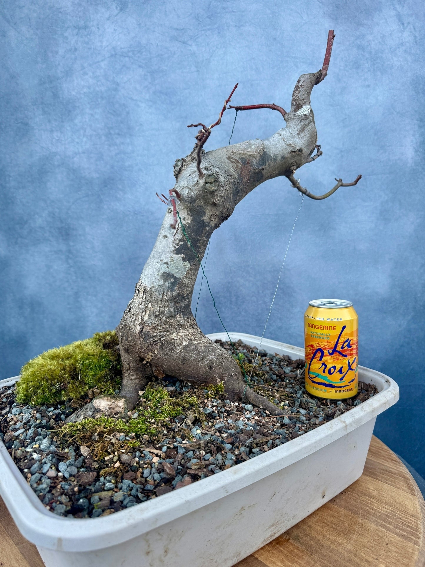 Red Maple #3 | Local Pickup Only