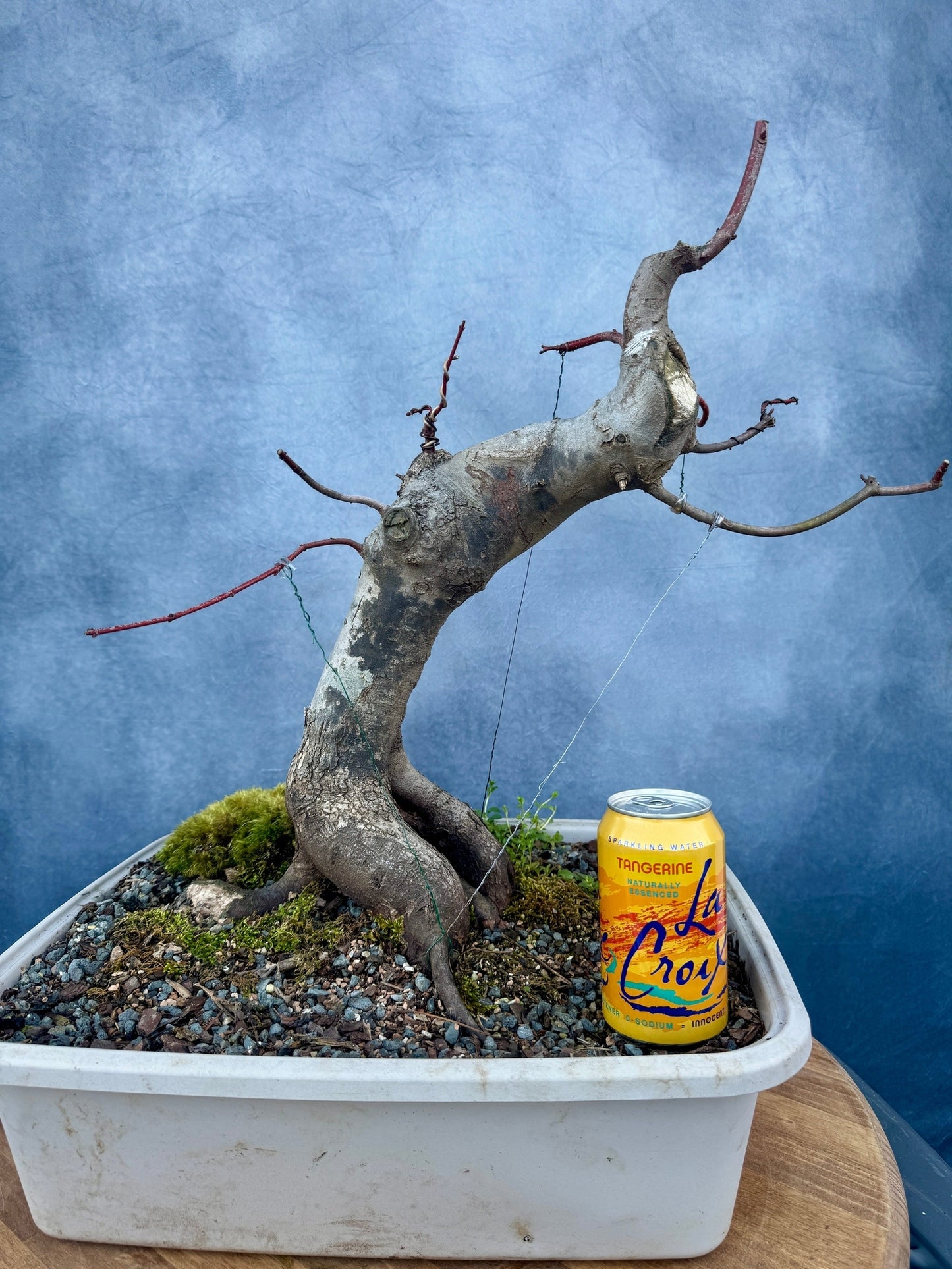 Red Maple #3 | Local Pickup Only