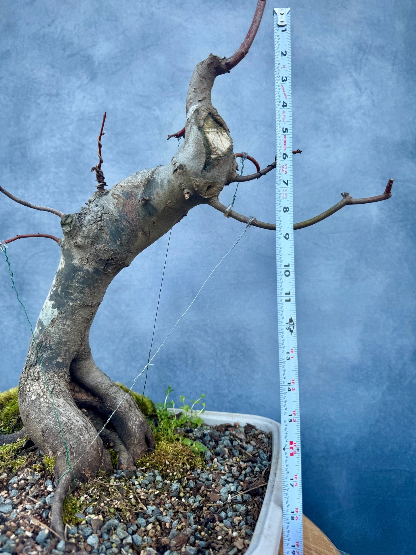 Red Maple #3 | Local Pickup Only