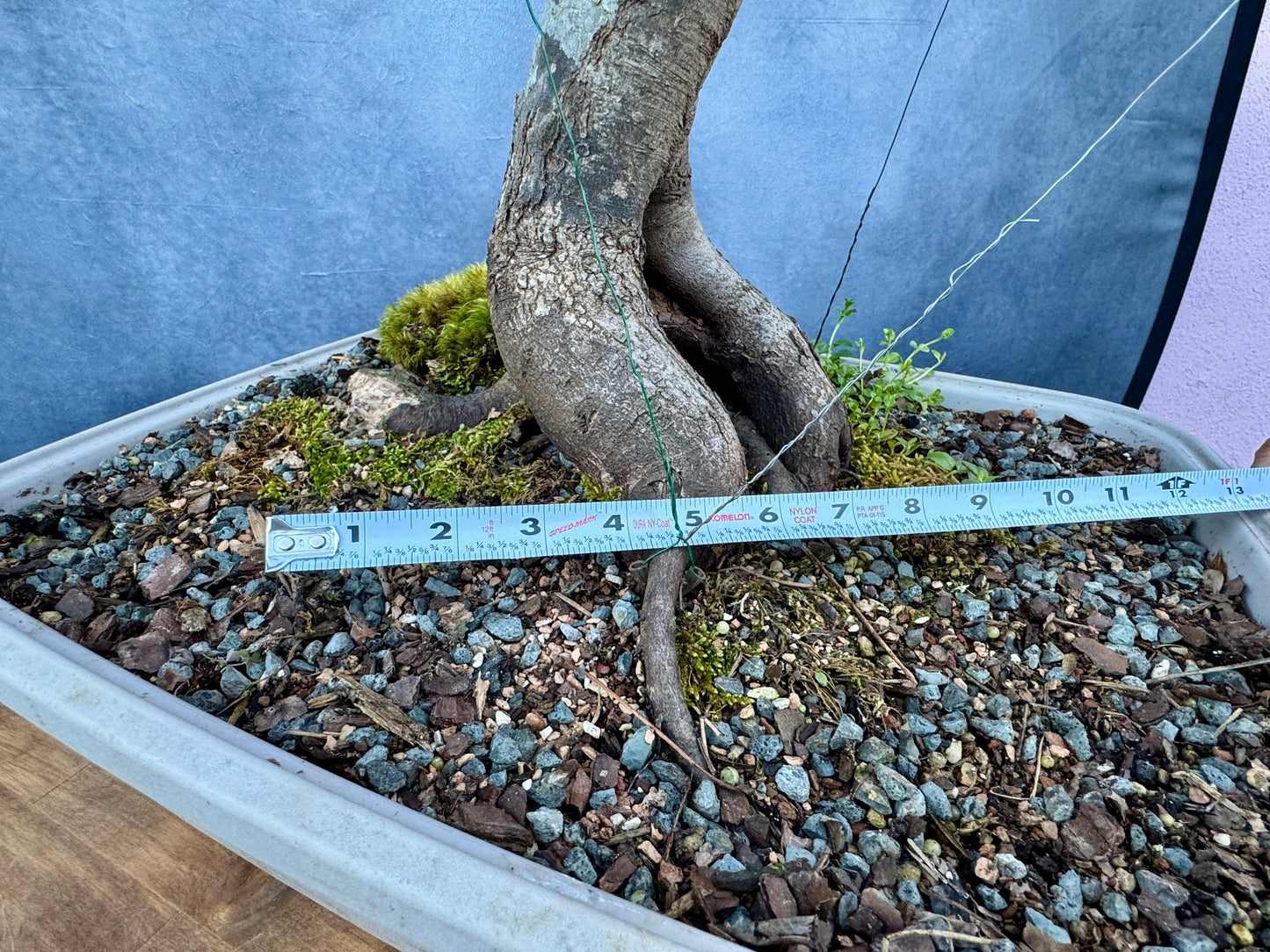 Red Maple #3 | Local Pickup Only