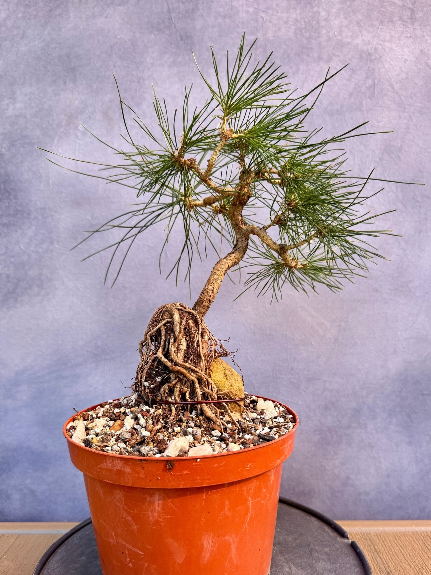 Mikawa Japanese Black Pine ROR #1