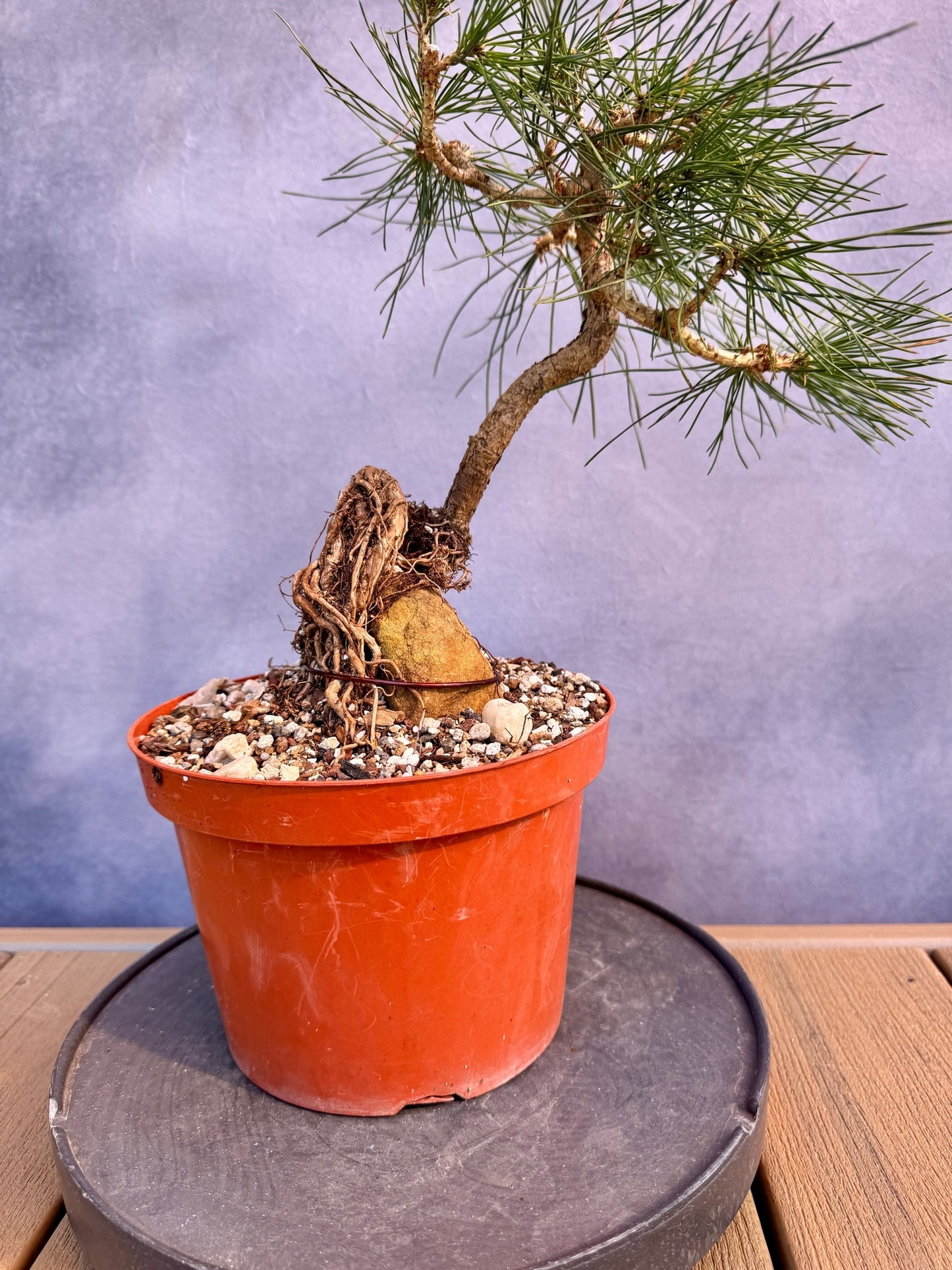 Mikawa Japanese Black Pine ROR #1