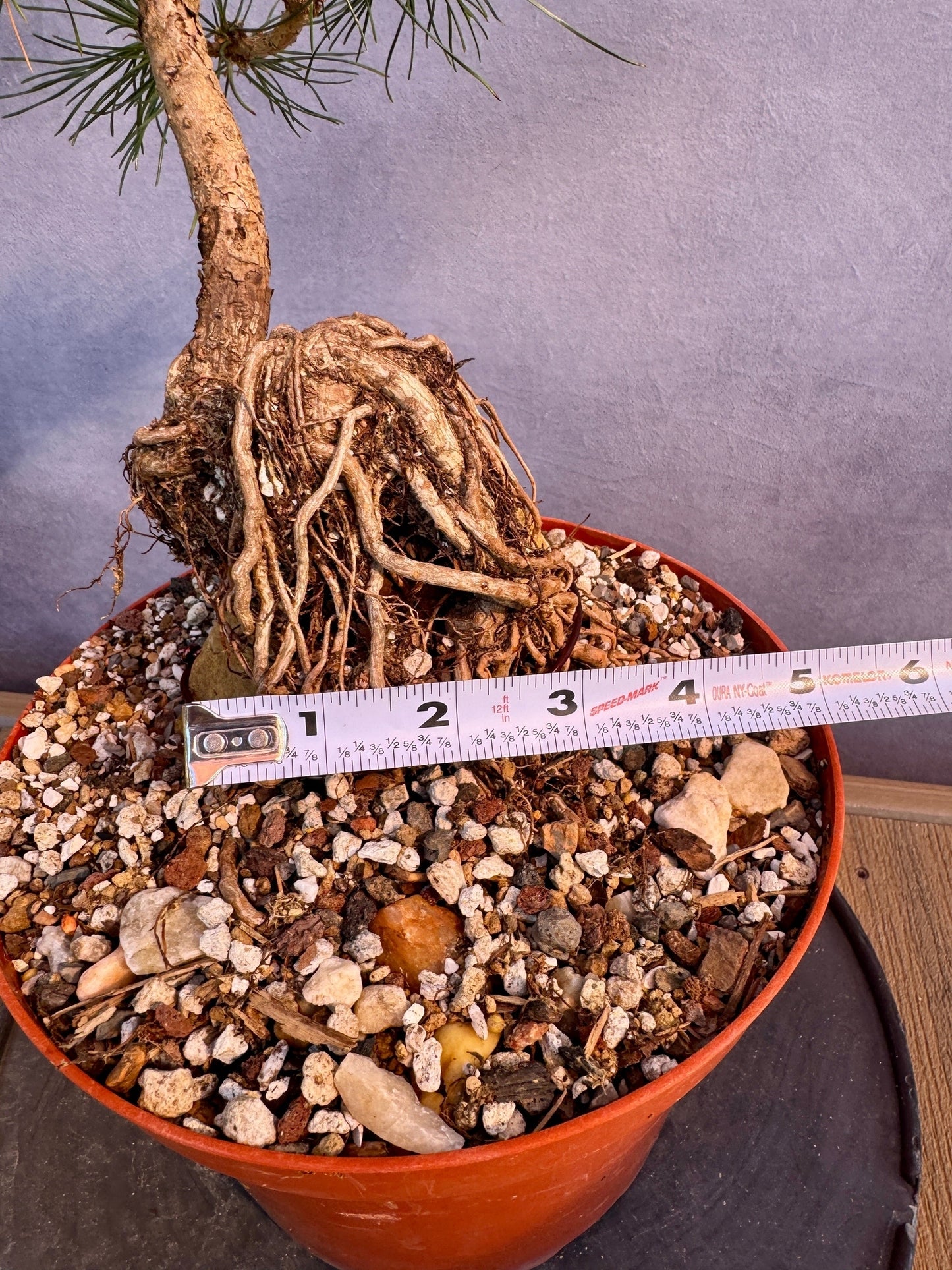 Mikawa Japanese Black Pine ROR #1