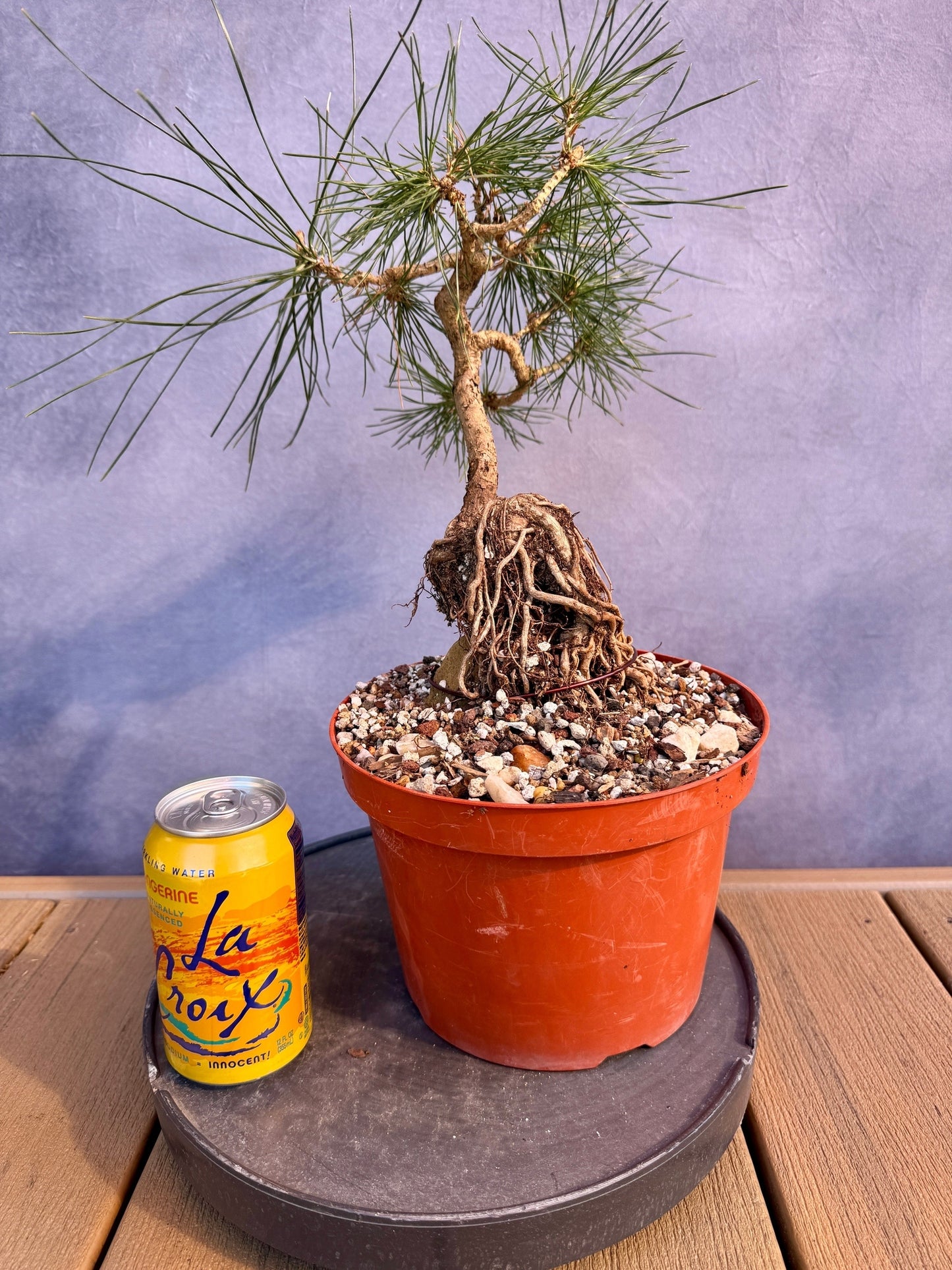 Mikawa Japanese Black Pine ROR #1