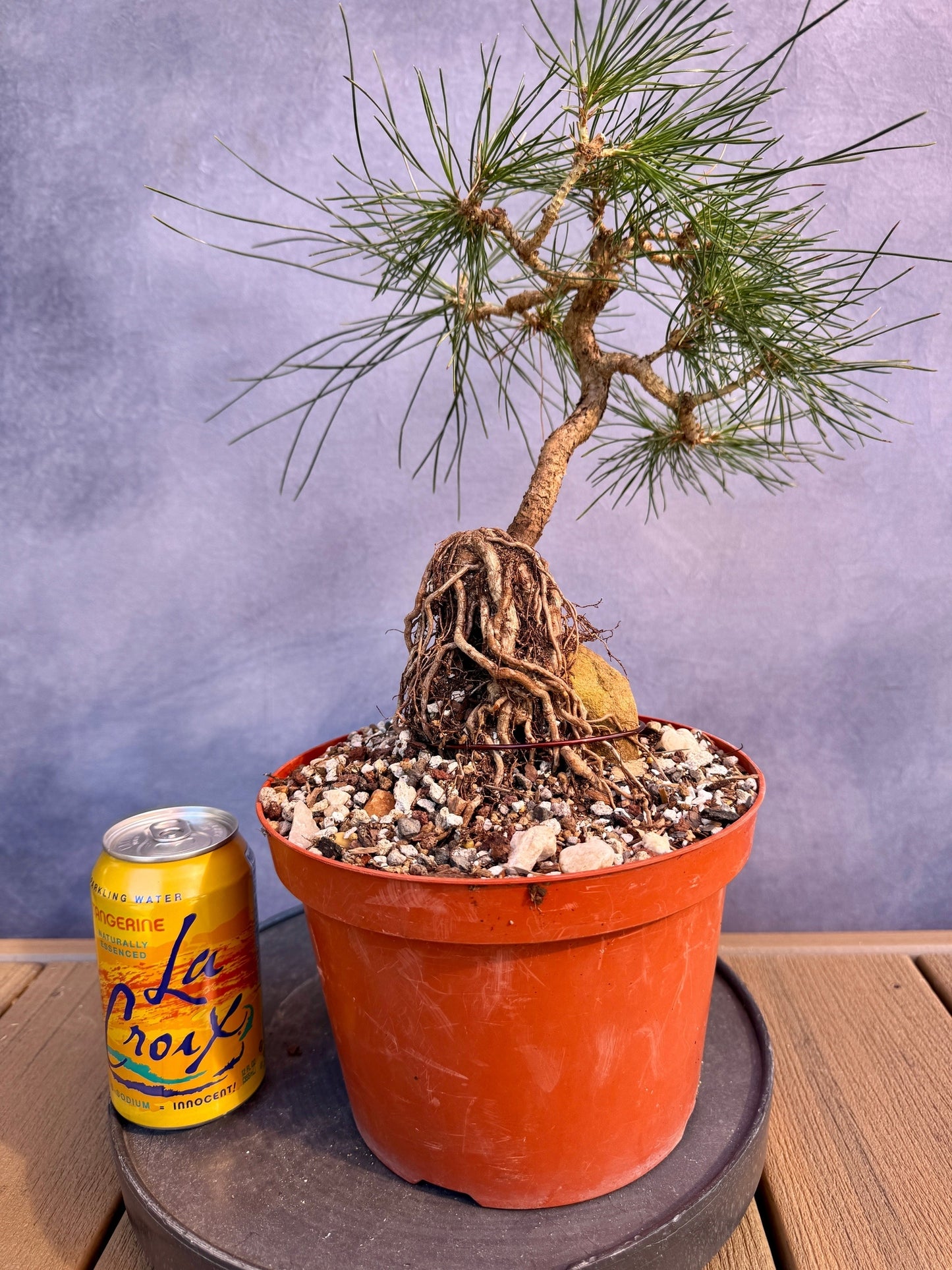 Mikawa Japanese Black Pine ROR #1