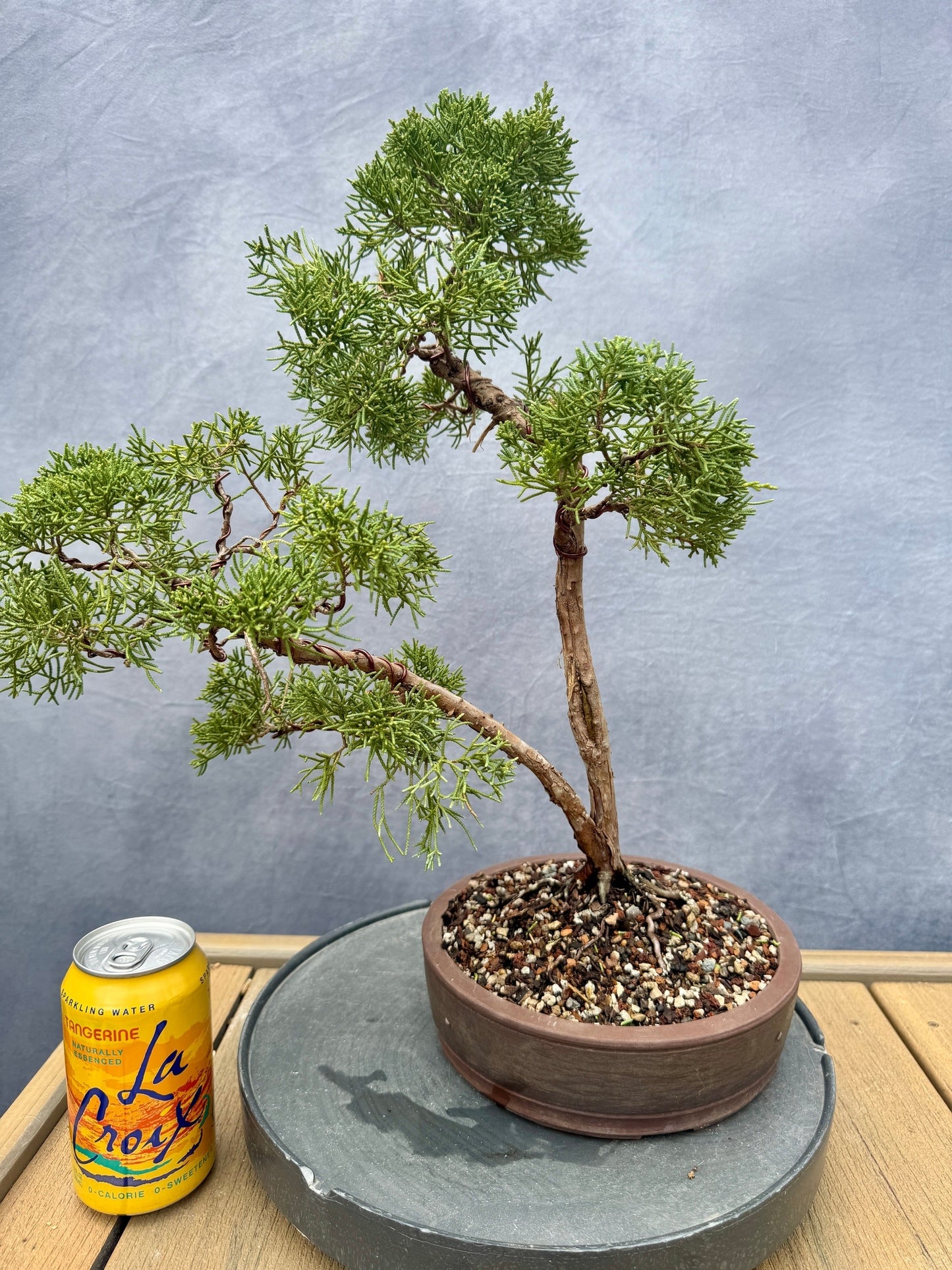 Shimpaku Juniper #1
