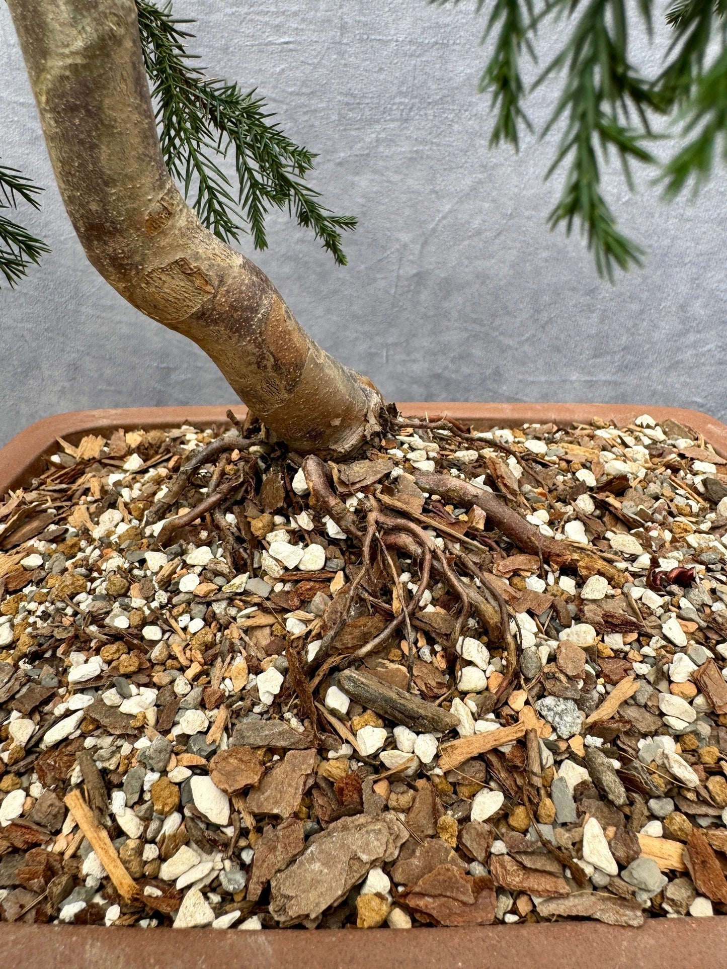 Eastern Red Cedar #1