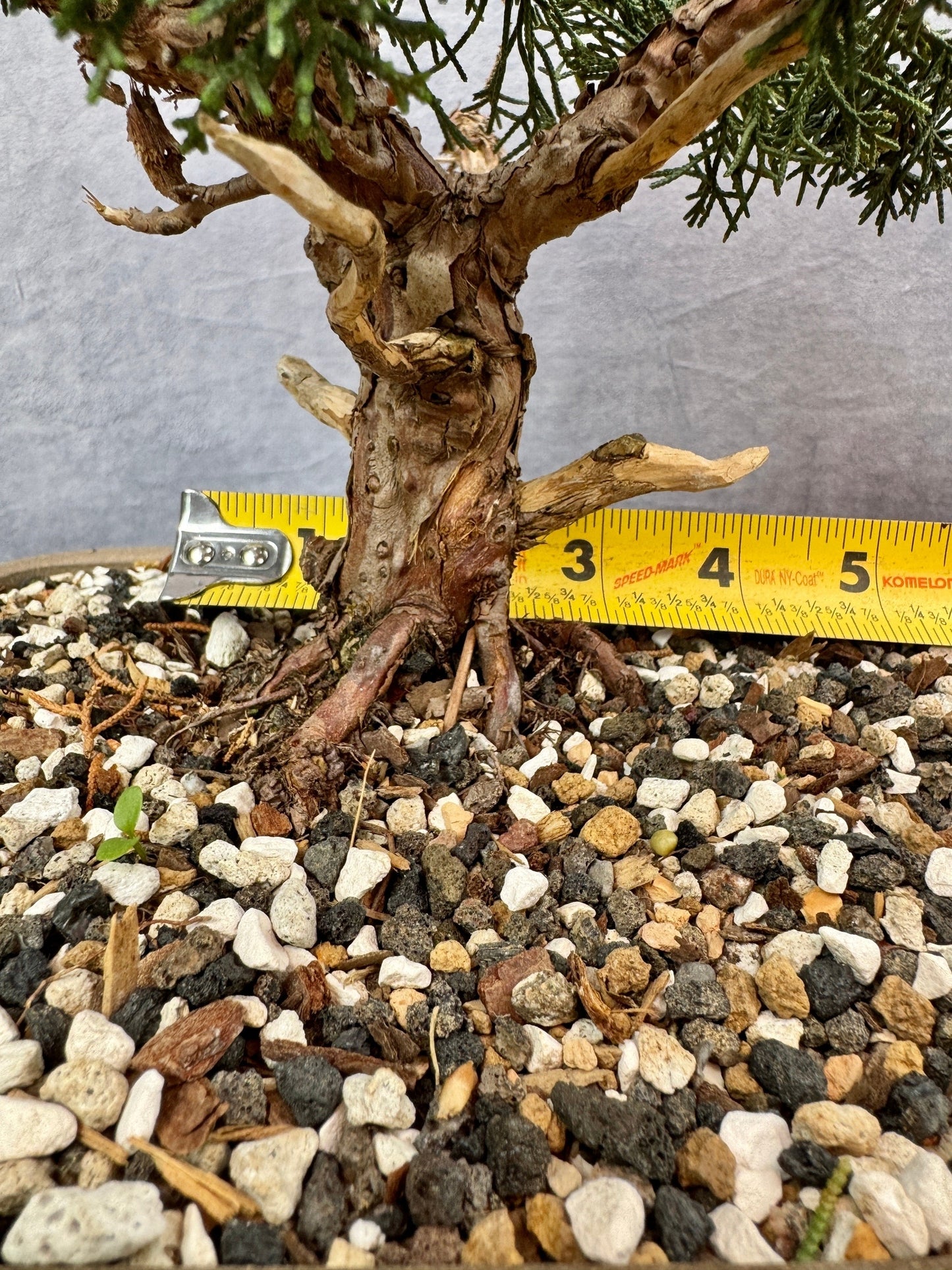 Shimpaku Juniper #2