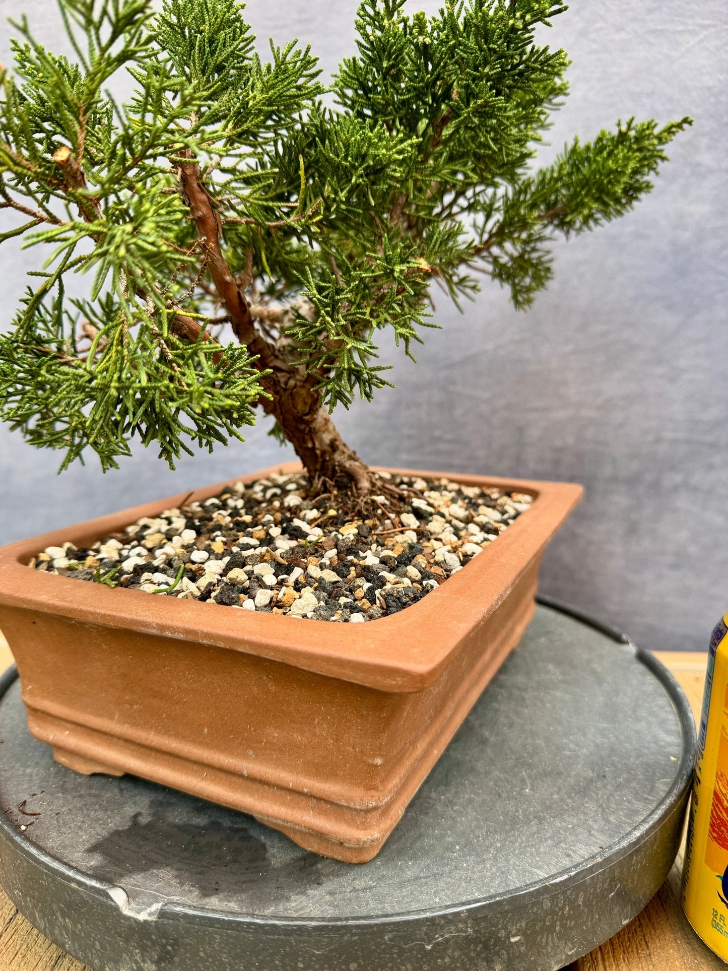 Shimpaku Juniper #3