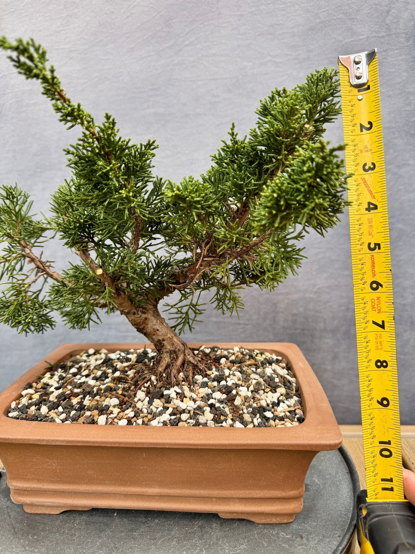 Shimpaku Juniper #3