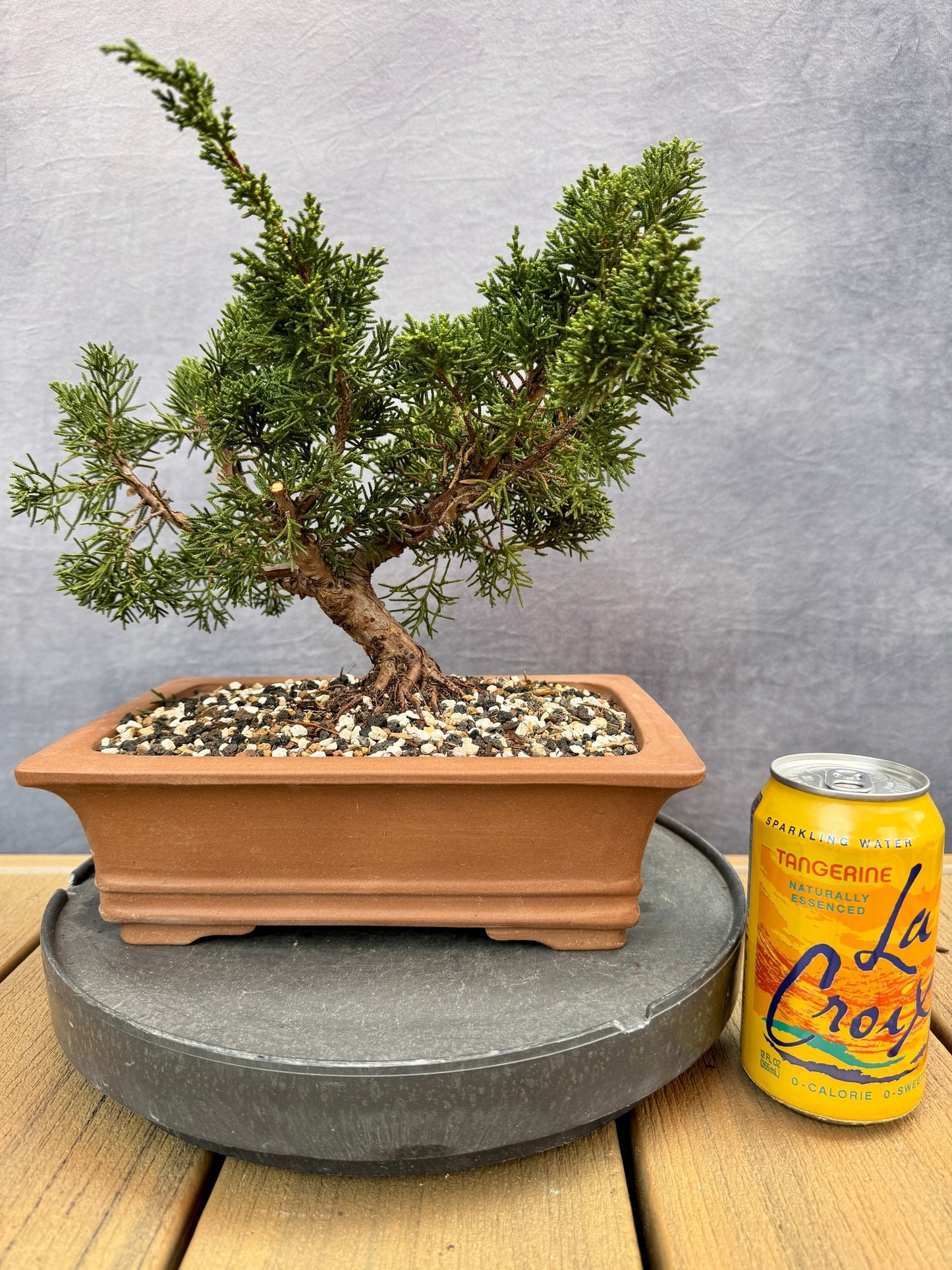Shimpaku Juniper #3