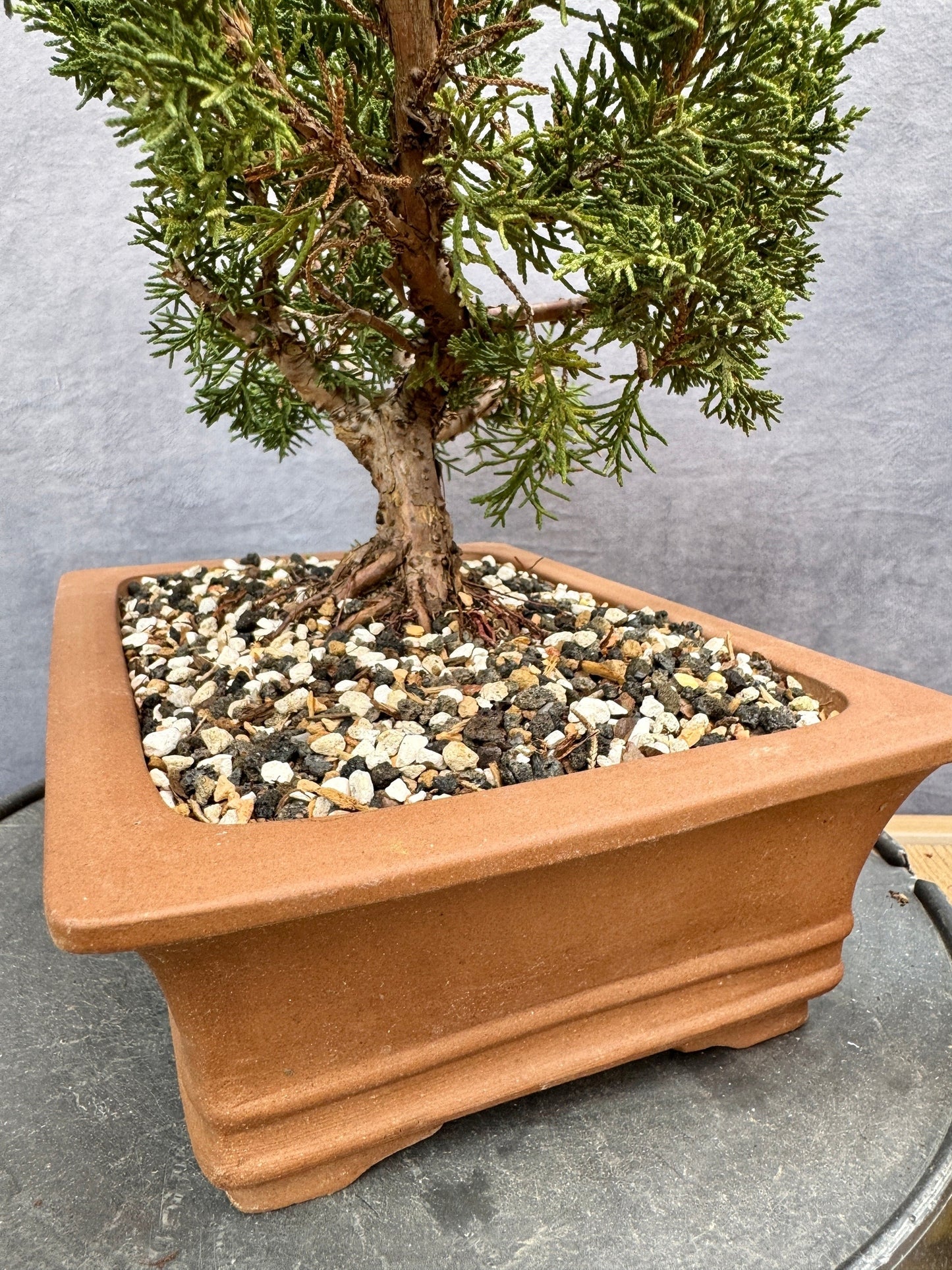 Shimpaku Juniper #3