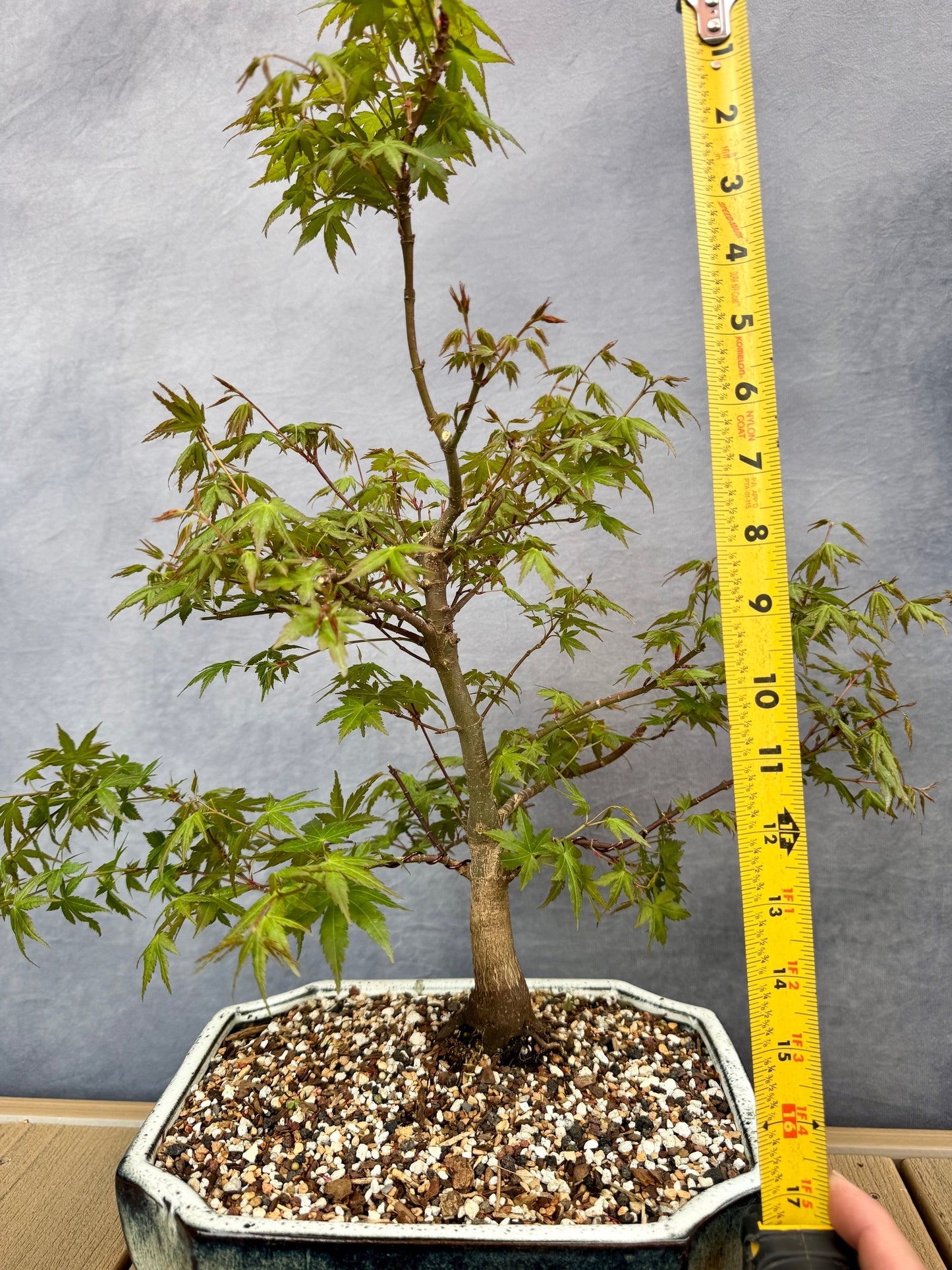 Dwarf Japanese Maple #3