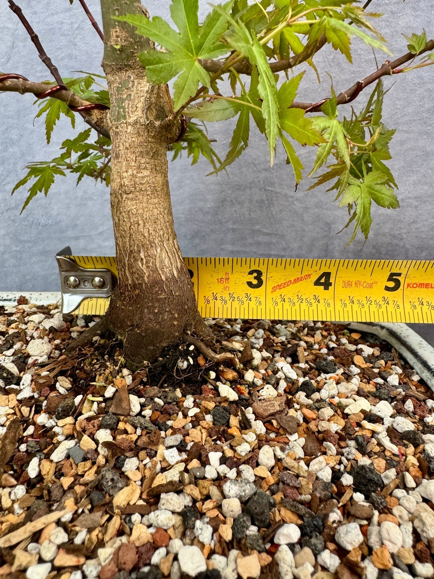 Dwarf Japanese Maple #3