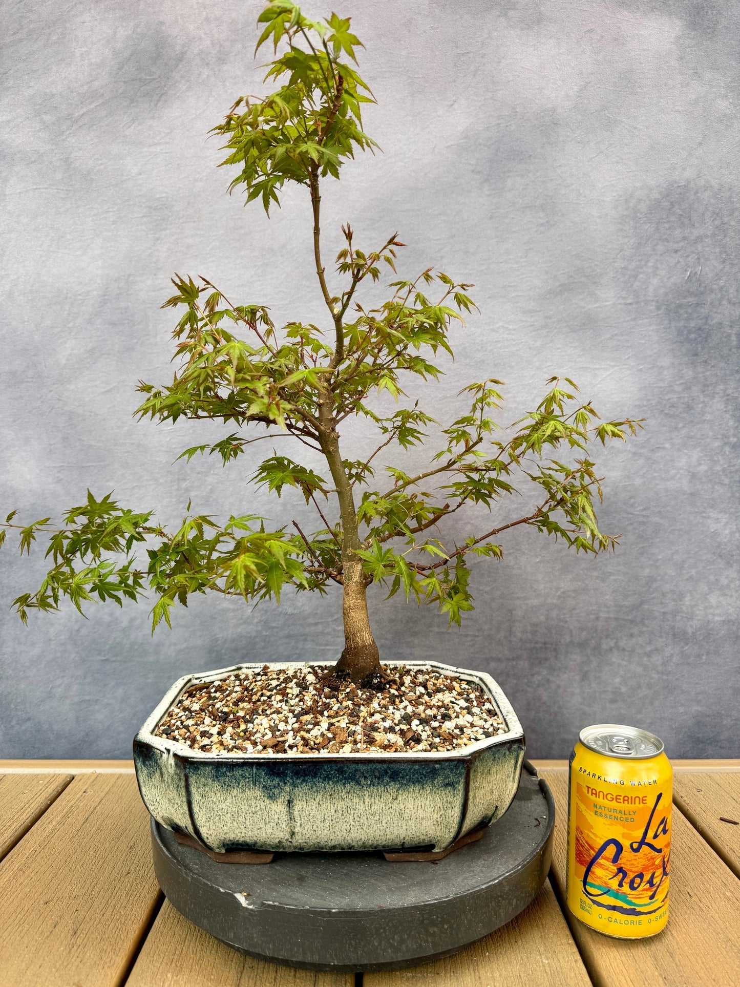 Dwarf Japanese Maple #3