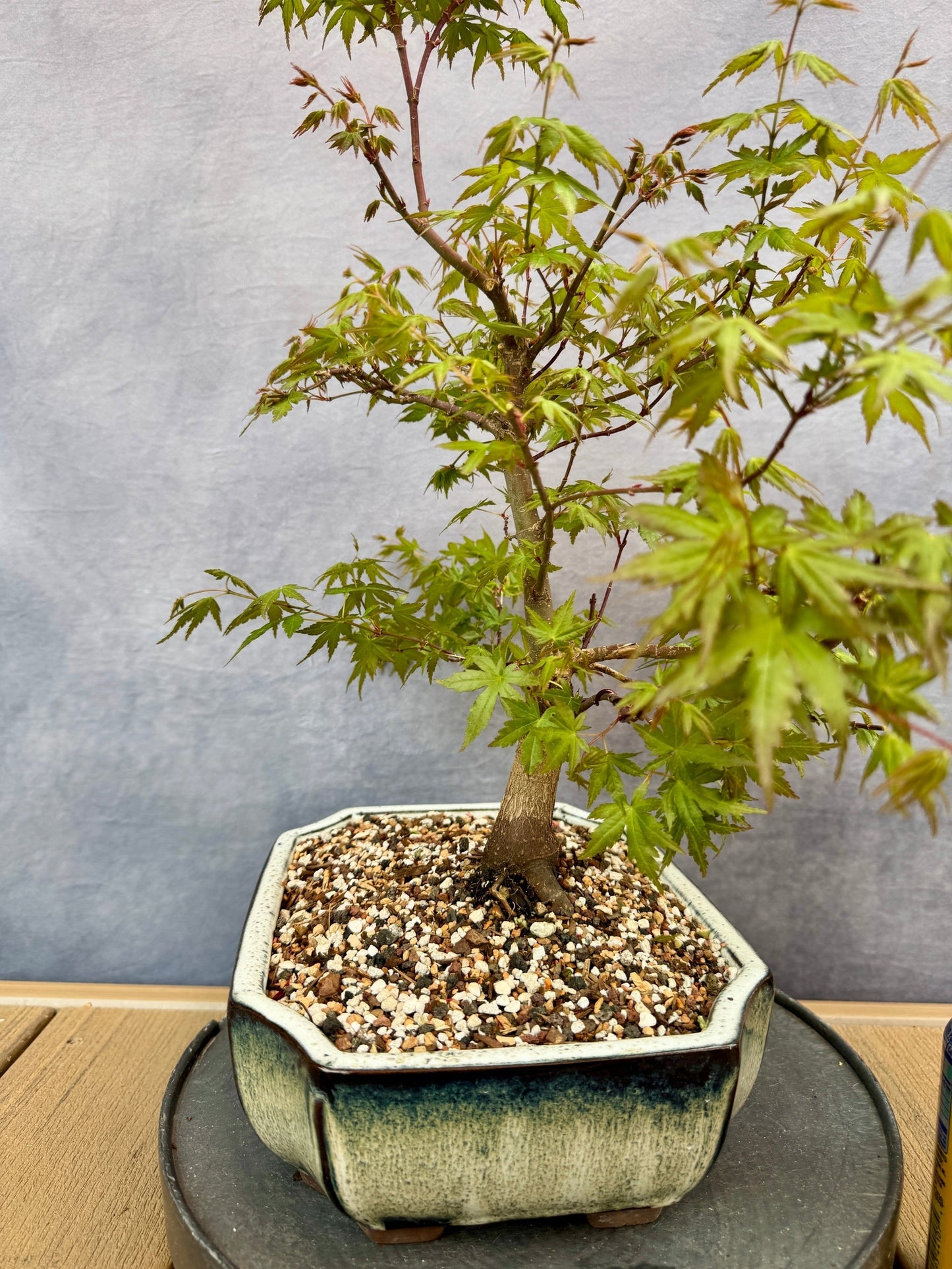 Dwarf Japanese Maple #3