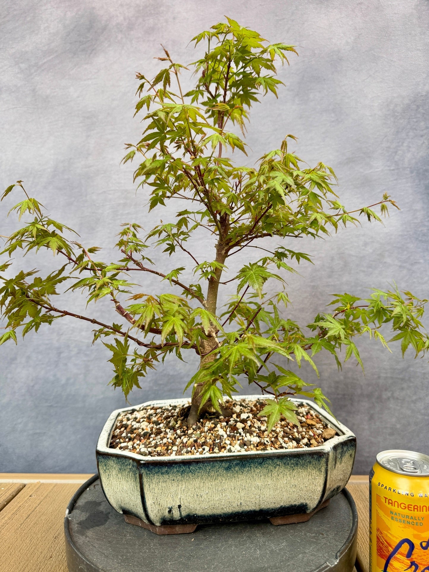 Dwarf Japanese Maple #3