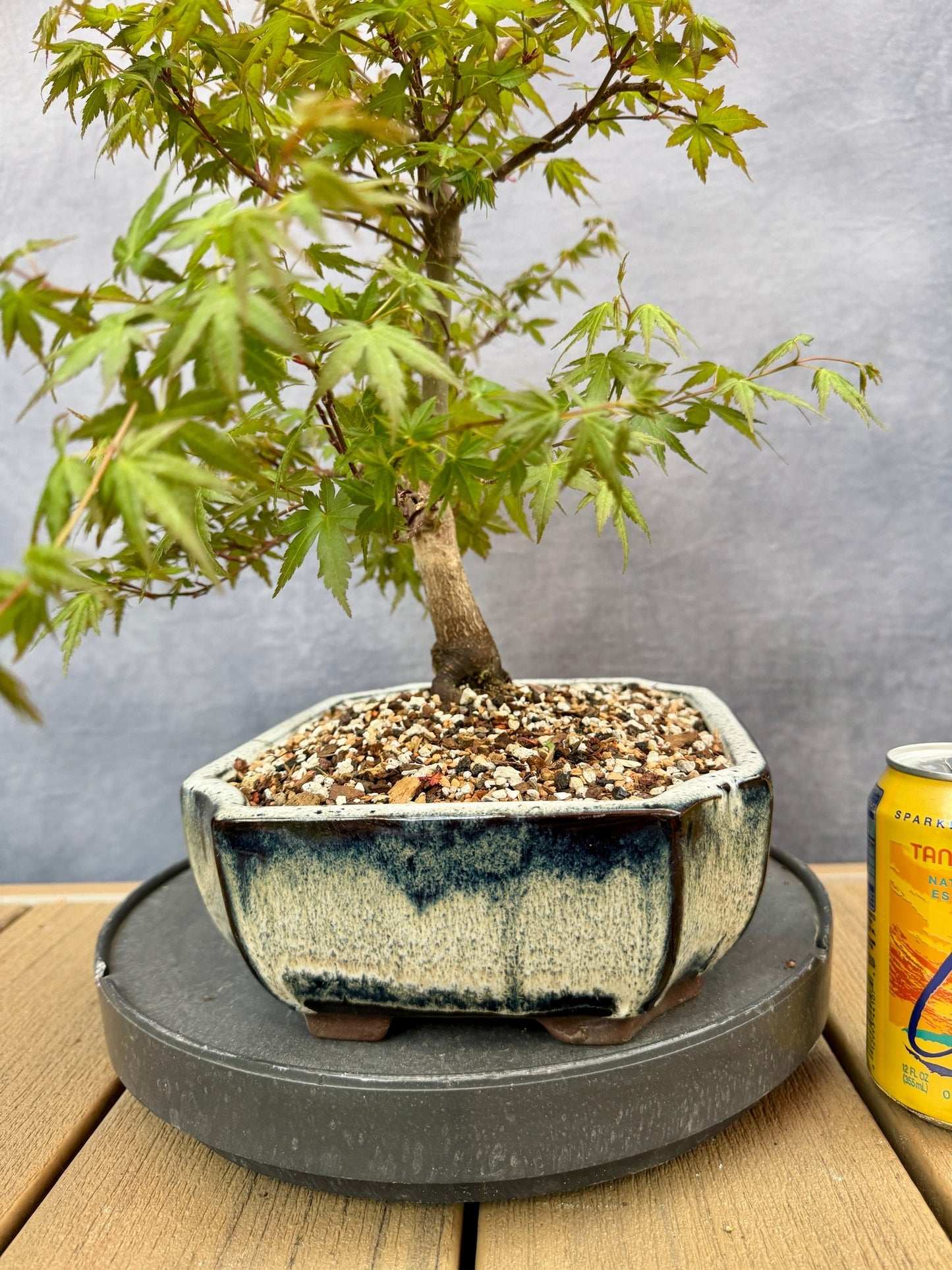 Dwarf Japanese Maple #3