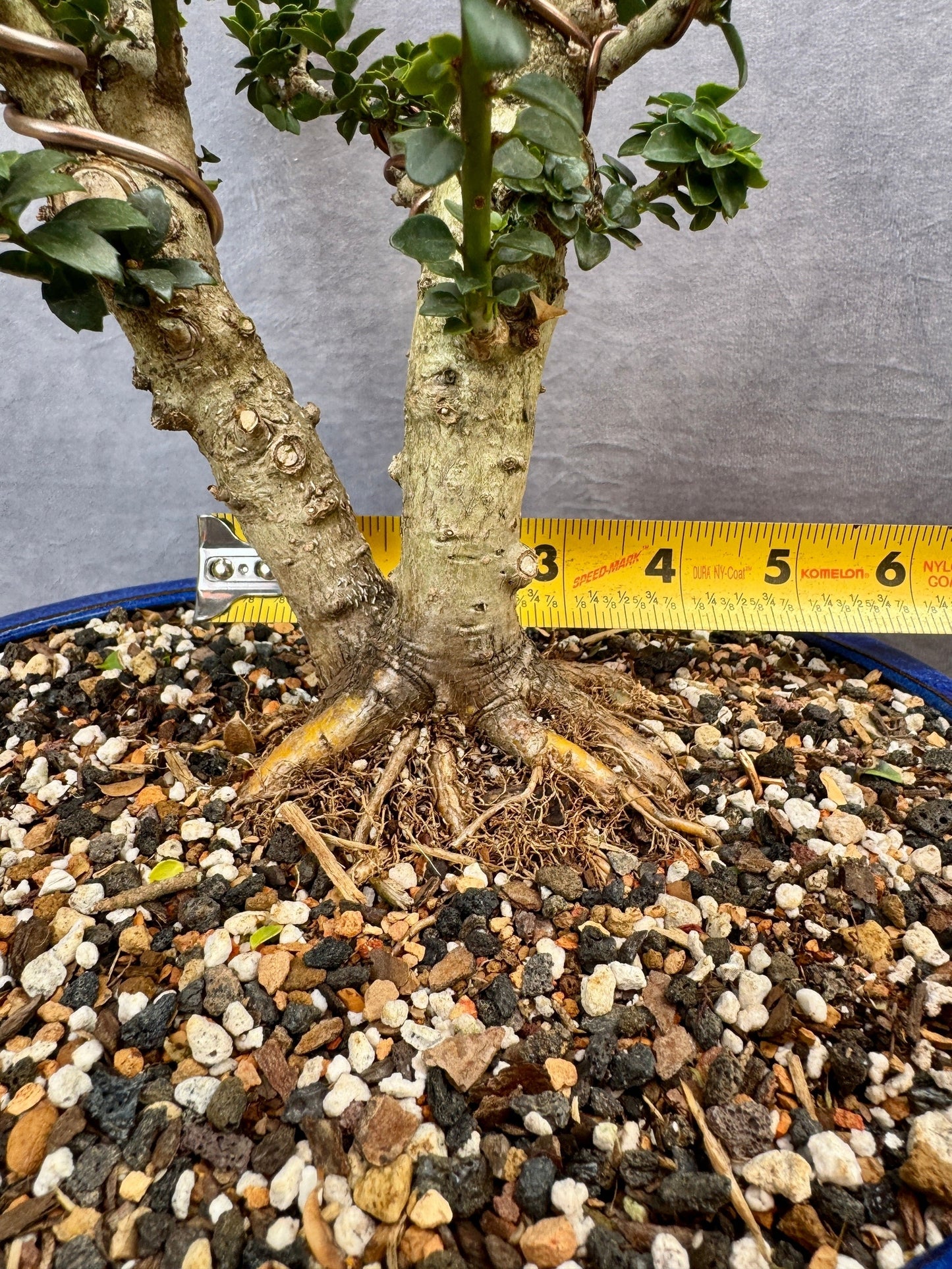 Twin Trunk Dwarf Pagoda Japanese Holly #1