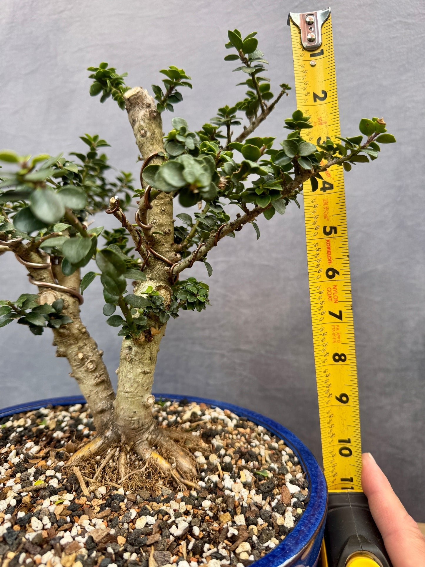 Twin Trunk Dwarf Pagoda Japanese Holly #1