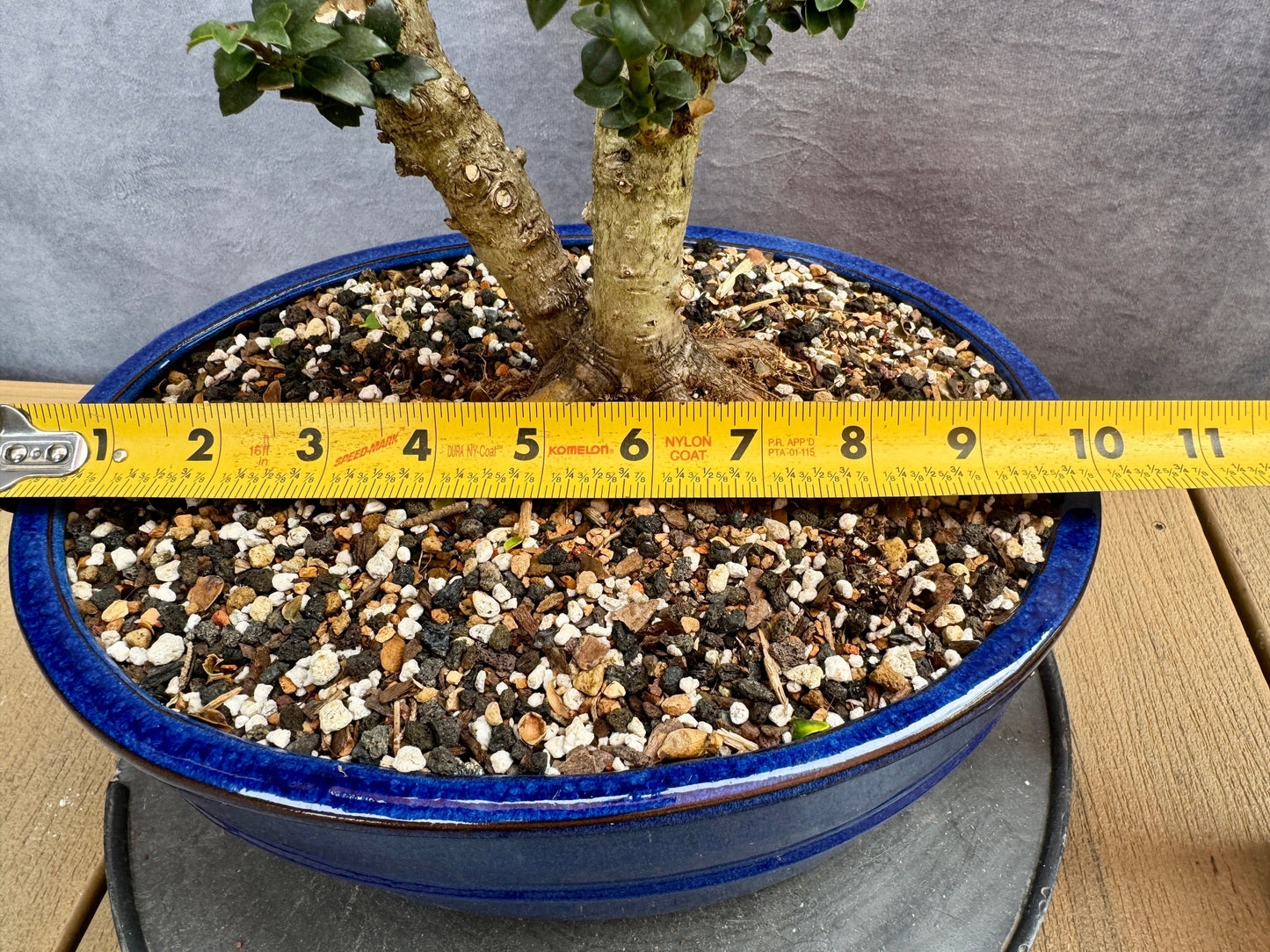 Twin Trunk Dwarf Pagoda Japanese Holly #1