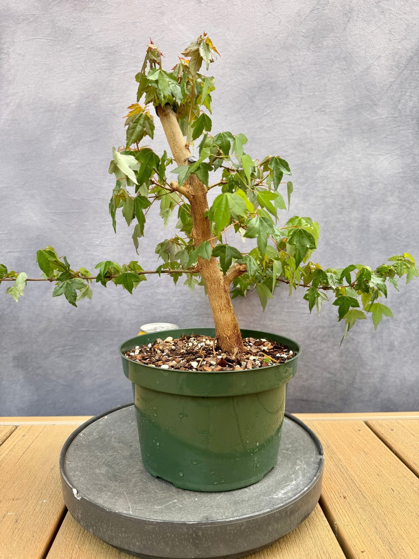 Trident Maple #1