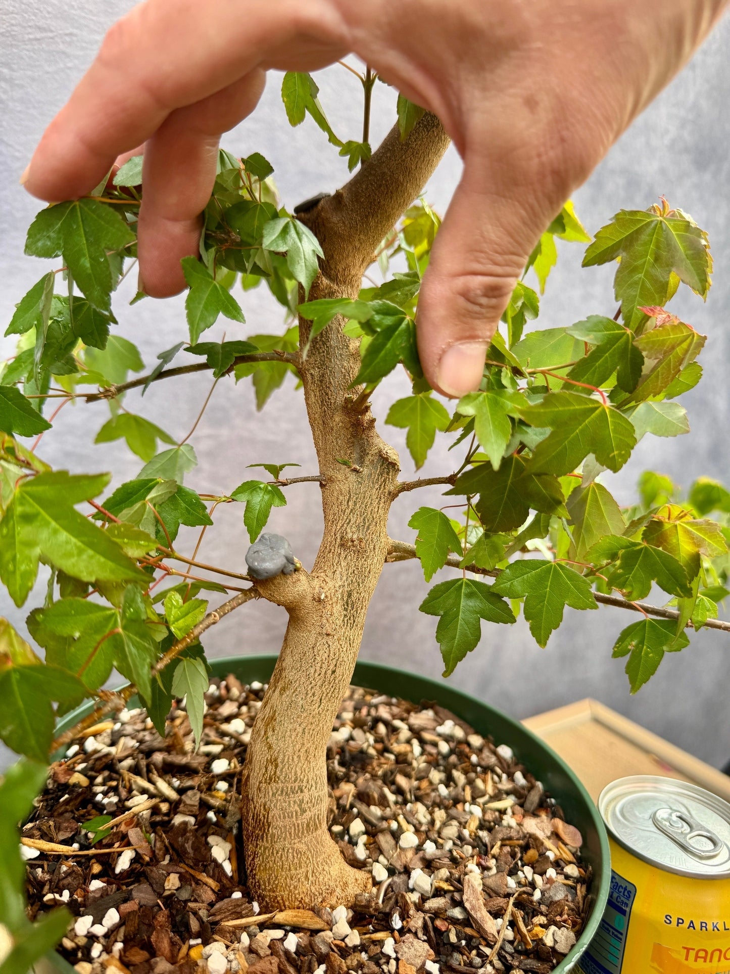 Trident Maple #1